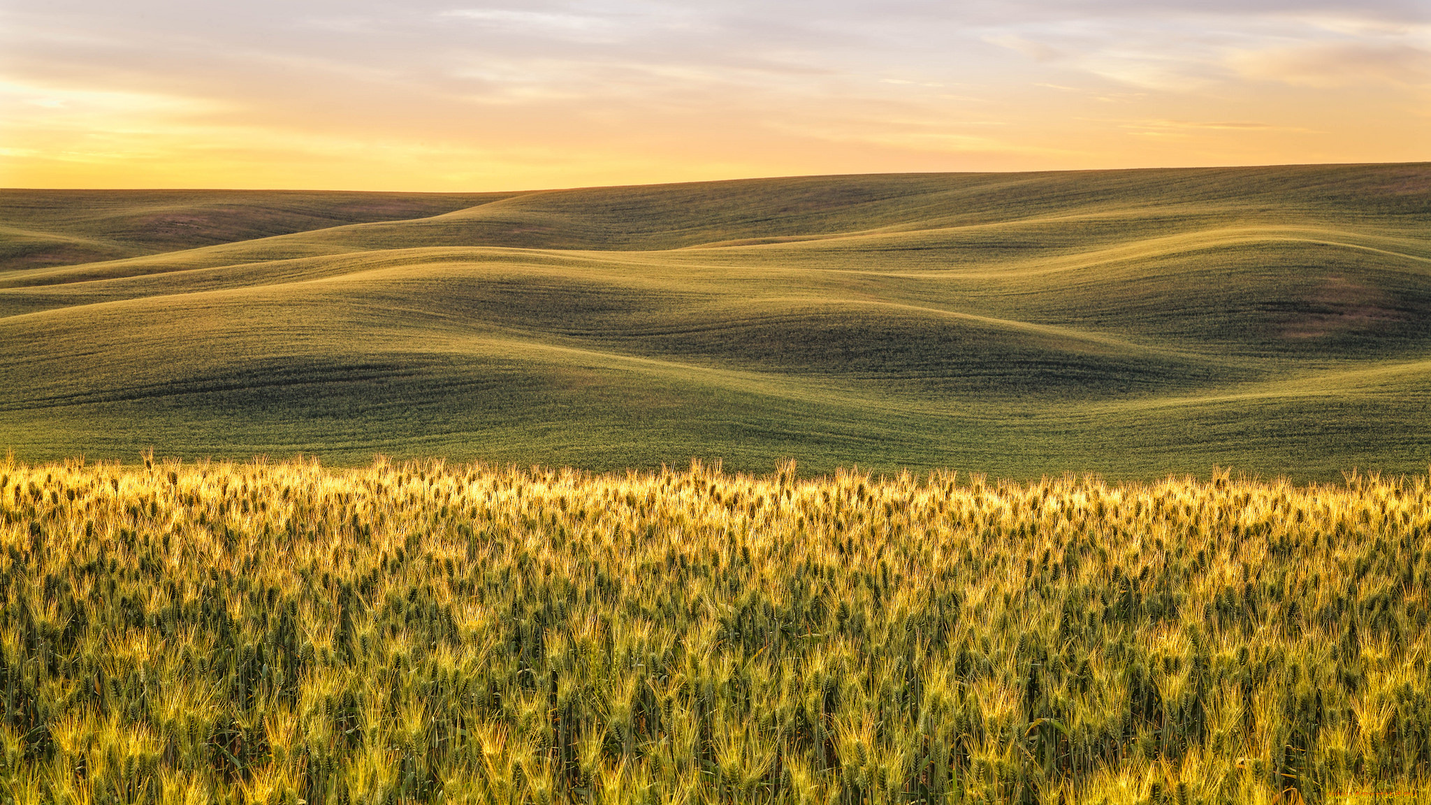 природа поле пшеница скачать