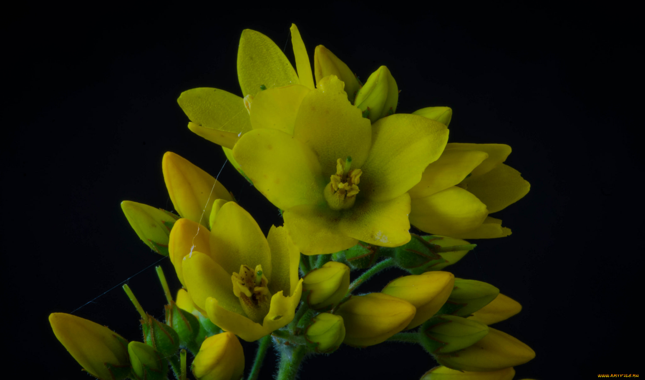 цветы, жёлтые