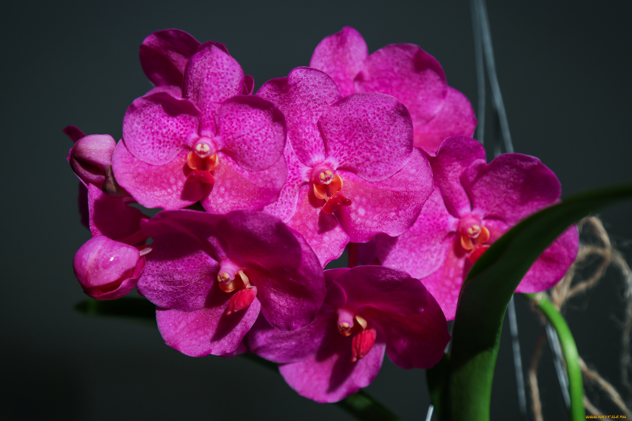 цветы, орхидеи, лепестки, яркая, орхидея, bloom, petals, bright, orchid, цветение