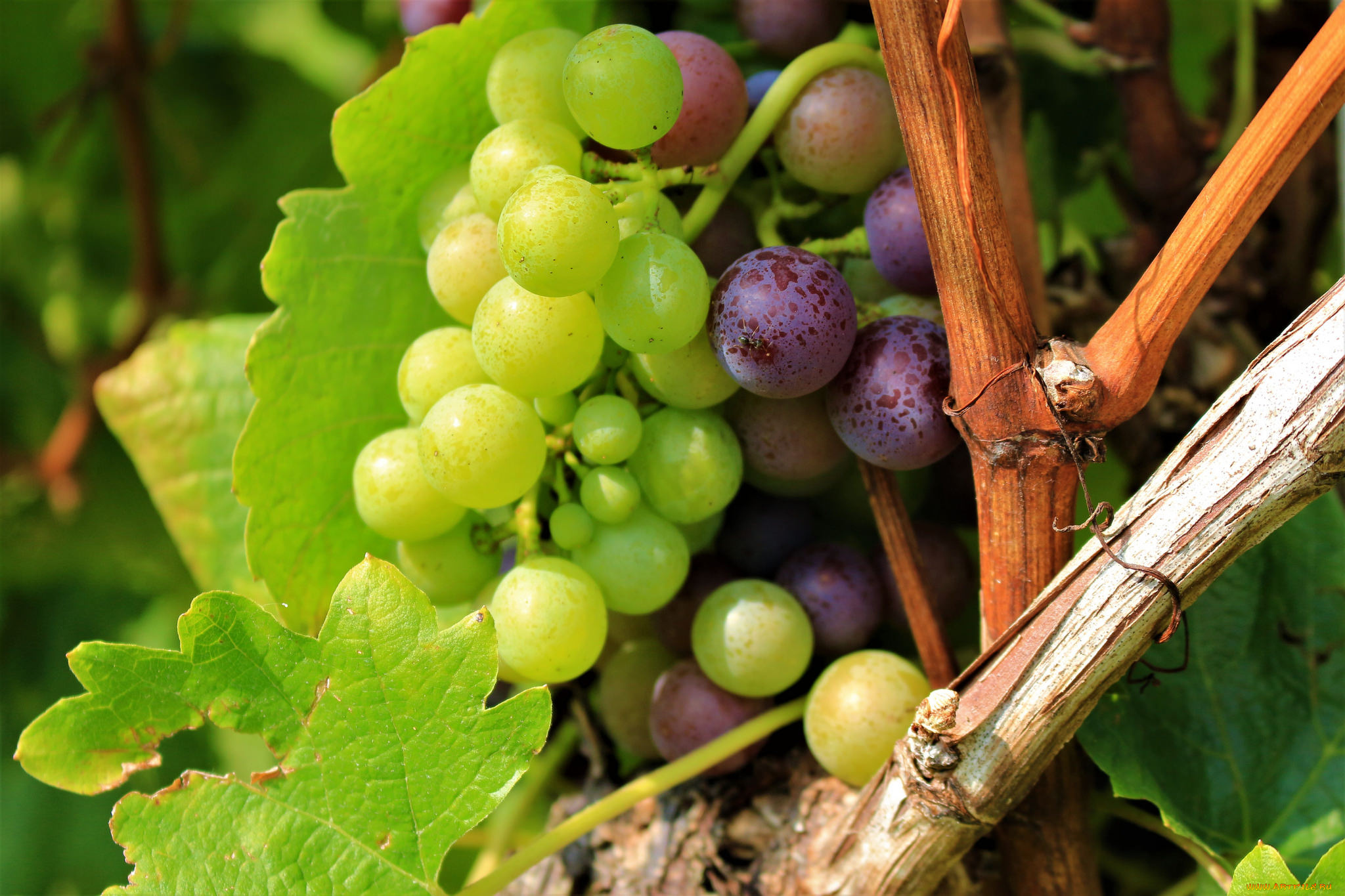 природа, Ягоды, , виноград, листва, виноградник, grapes, leaves, the, vineyard, виноград, грозди