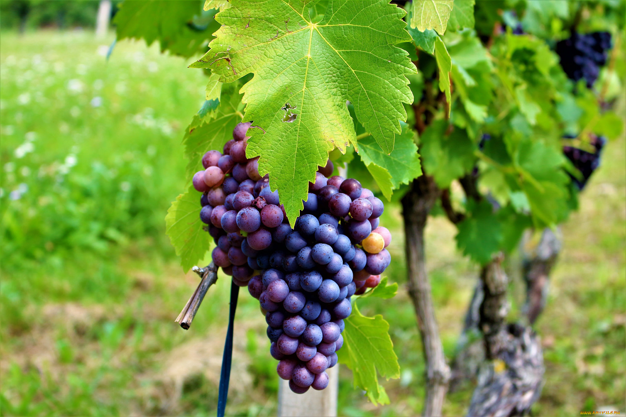 природа, Ягоды, , виноград, виноградник, листва, грозди, виноград, the, vineyard, leaves, grapes