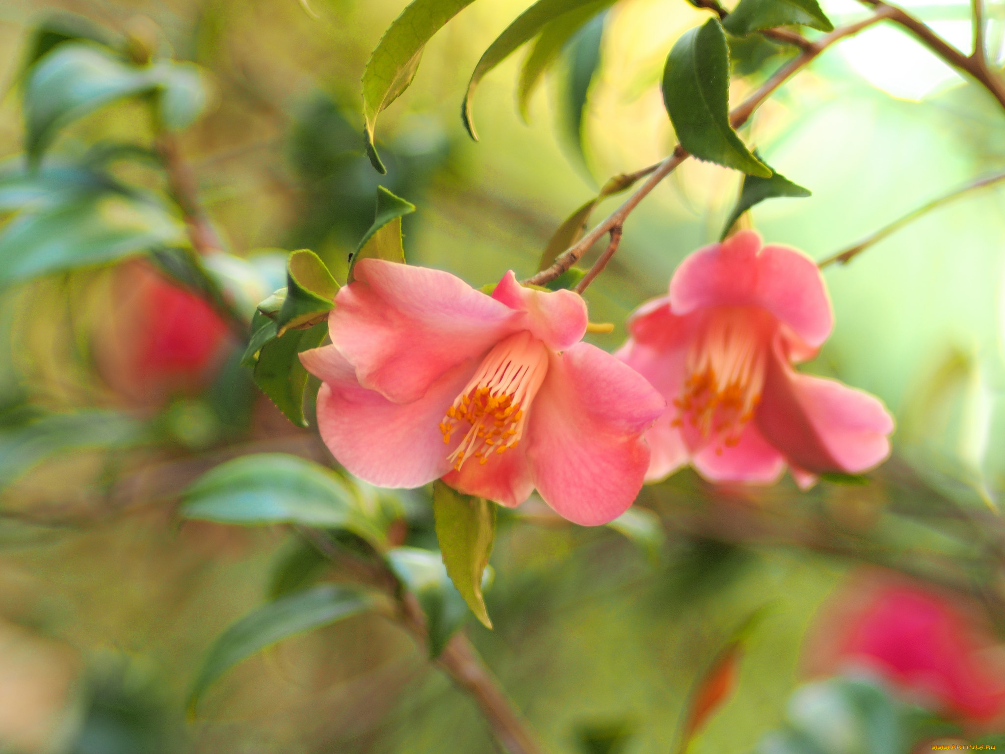 цветы, камелии, camellia, кустарник, цветение, бутон, bud, flowering, shrubs, leaf, листья, камелия