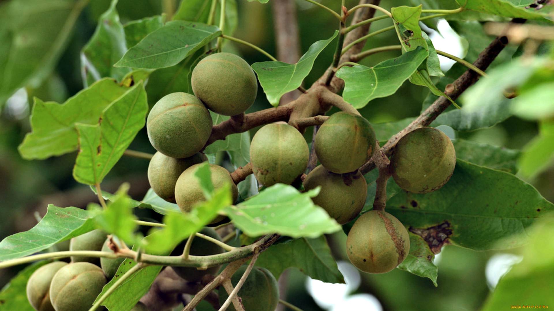 природа, плоды, kukuinuts, hawaii, state, tree