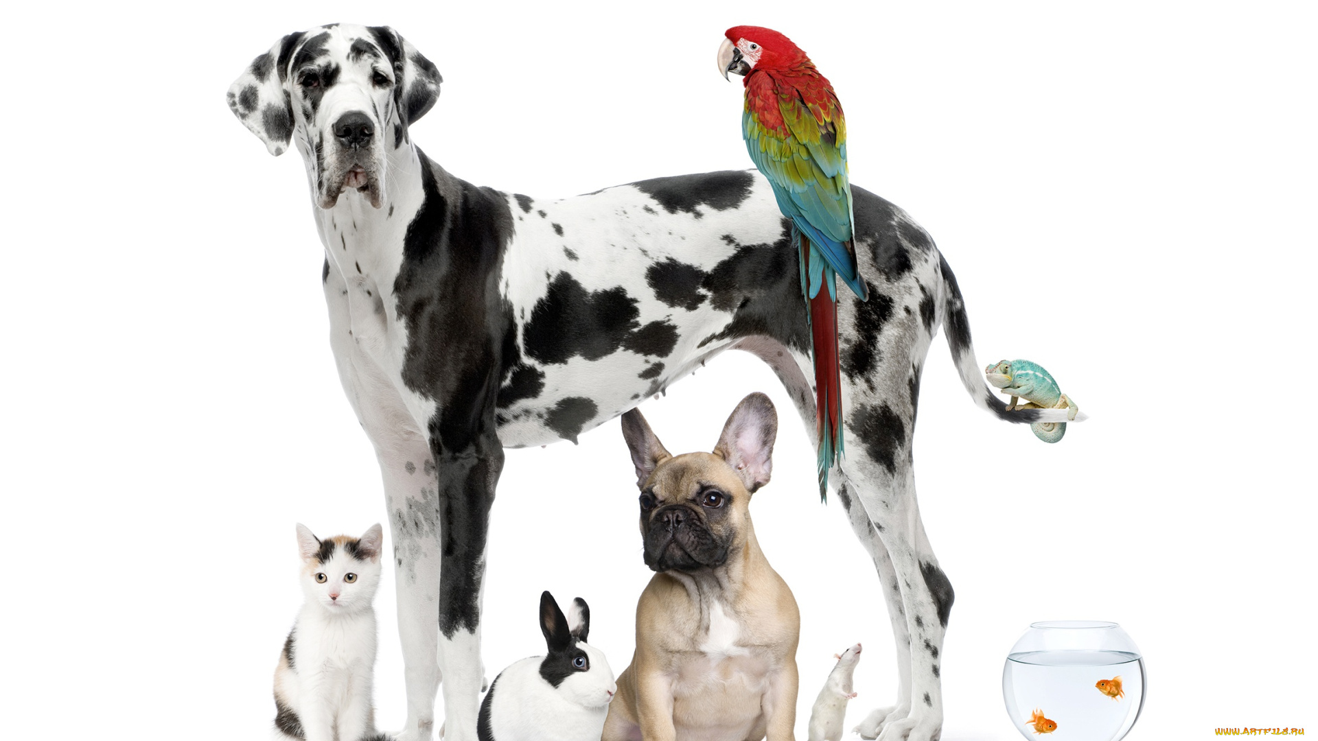 животные, разные, вместе, собака, попугай, кролик, рыбки, кот, далматинец