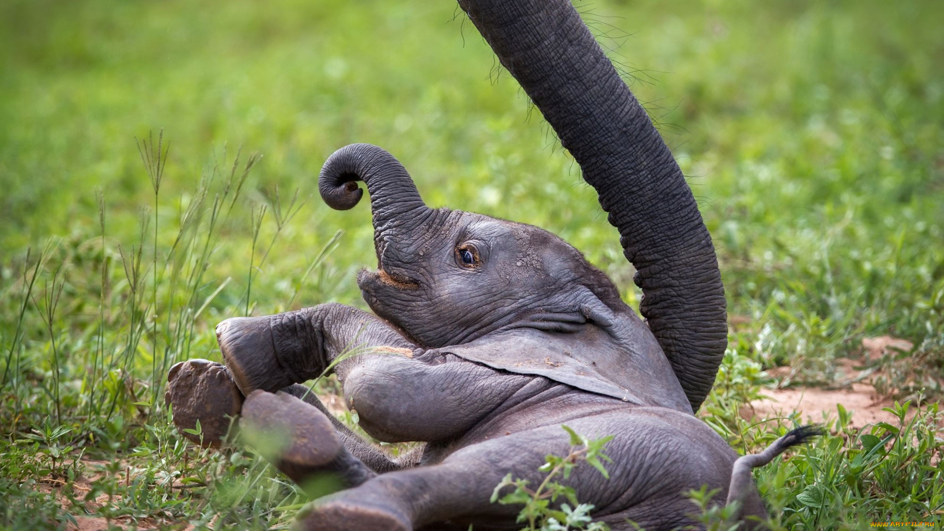 животные, слоны, african, wildlife, zambia, слонёнок, baby, elephant, слон