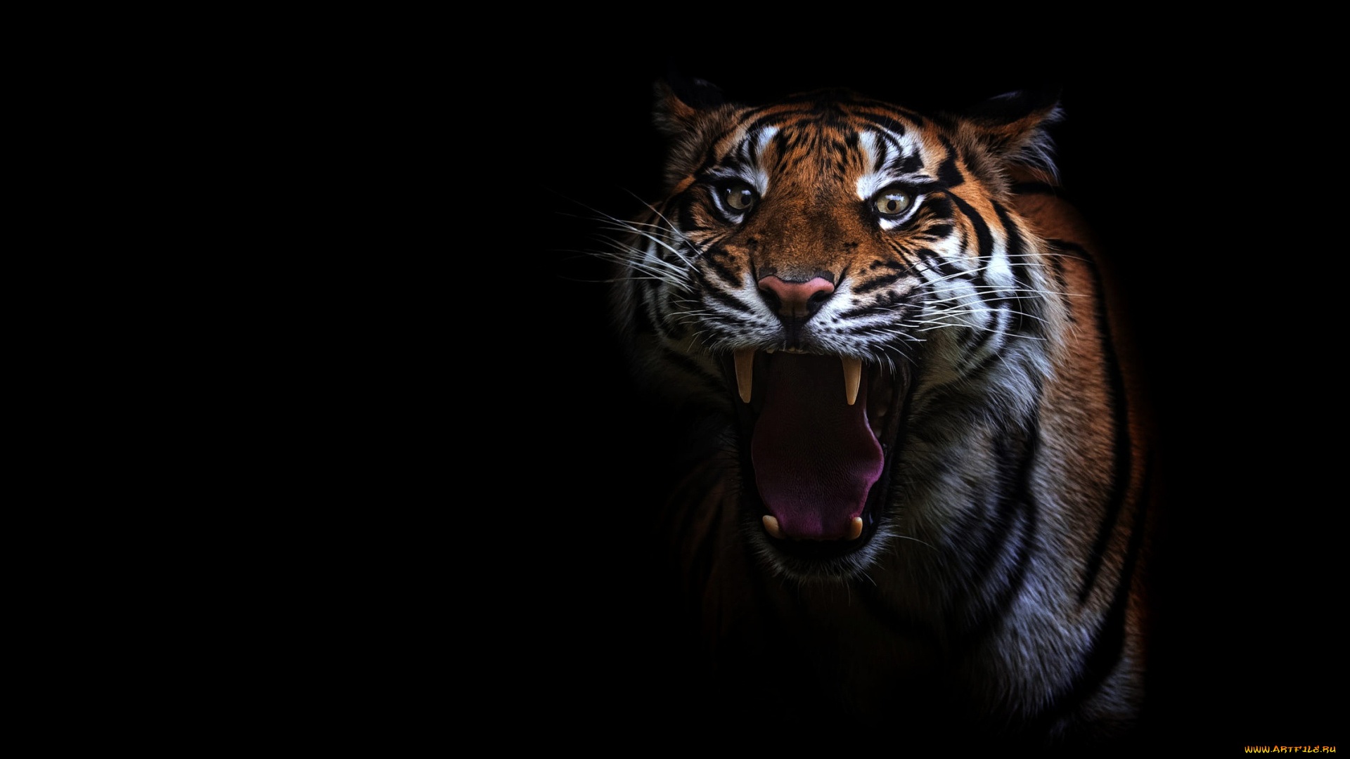 животные, тигры, рык, недовольный, черный, фон, угроза, пасть, клыки, зубы, портрет, тигр, морда, злой, взгляд, агрессия, дикая, кошка, язык, глаза, рычит
