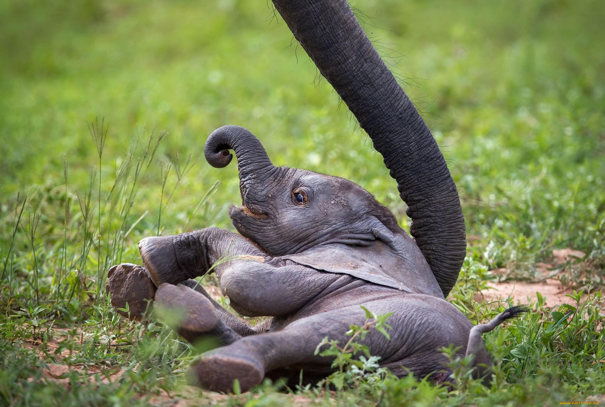 животные, слоны, african, wildlife, zambia, слонёнок, baby, elephant, слон