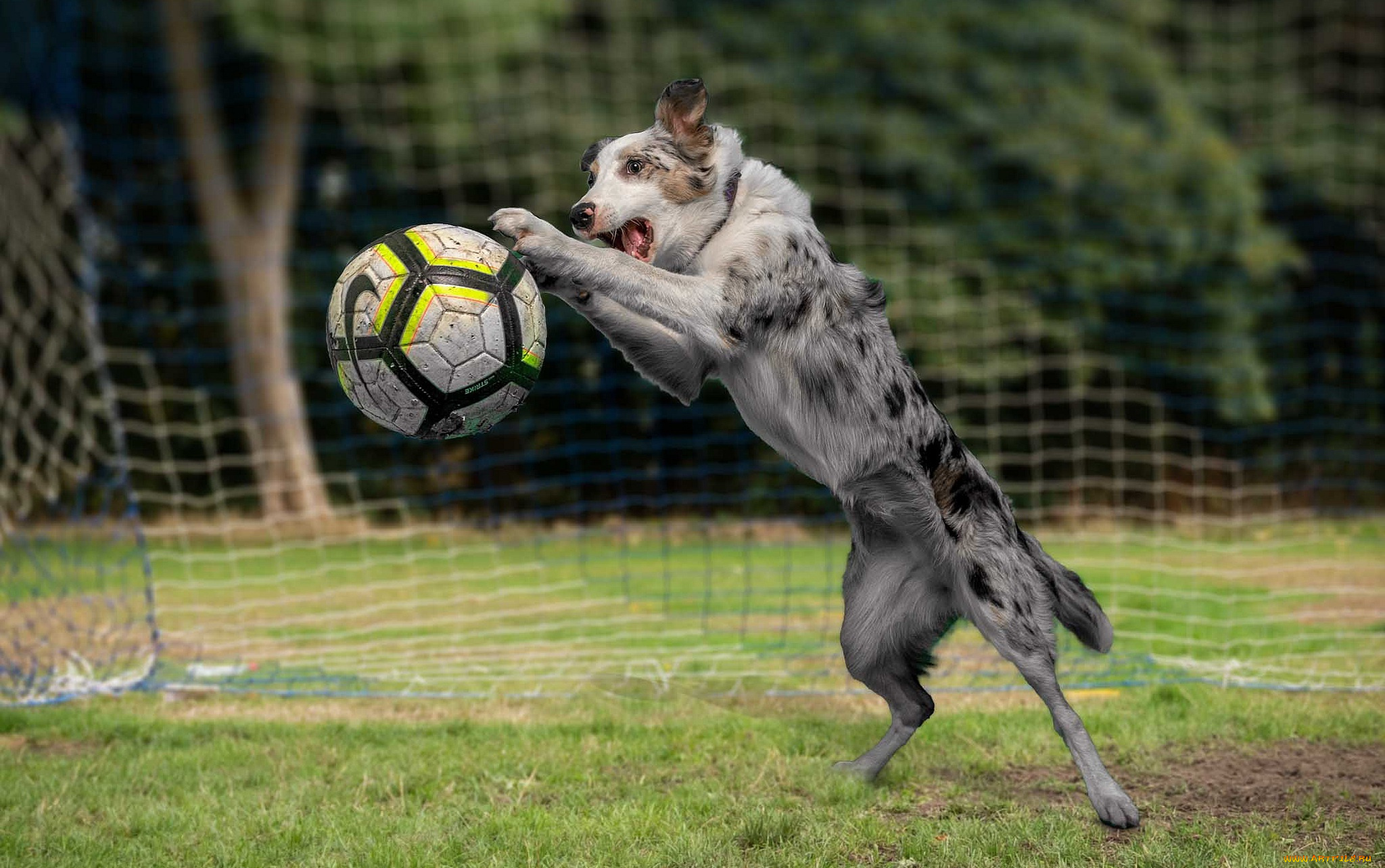 животные, собаки, мяч, собака, игра, футбол