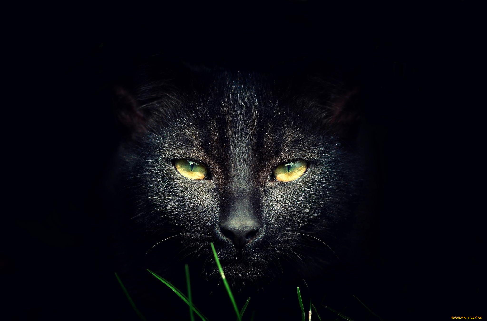 животные, коты, трава, темнота, черный, кот