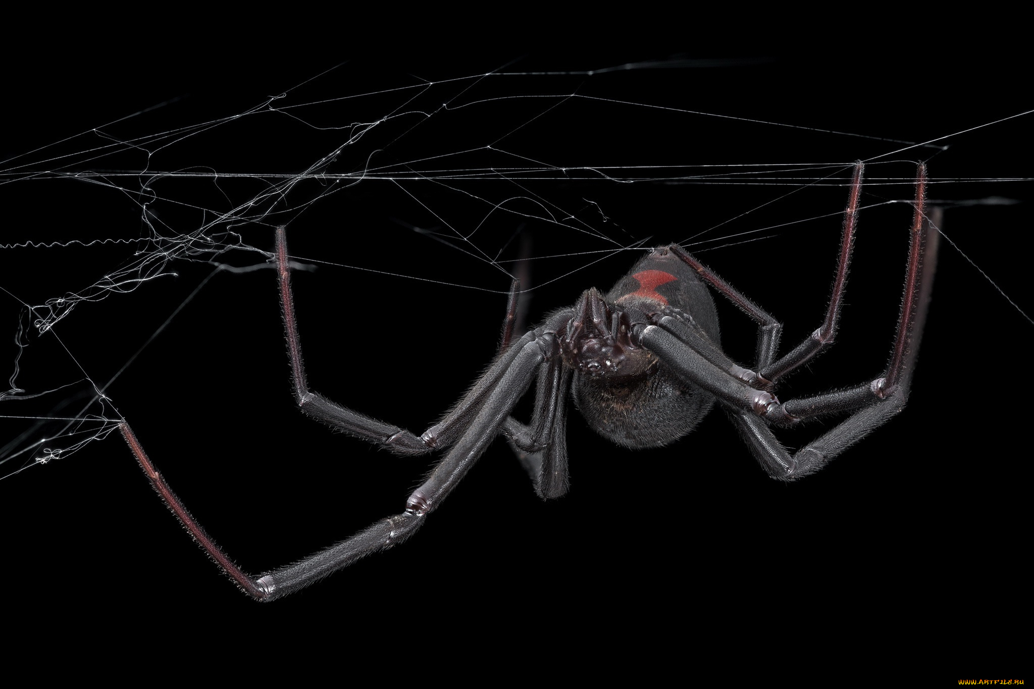 Паук на черном фоне. Чёрная вдова паук паутина. Черный Арахнид паук. Чёрная вдова паук пауитна. Черная вдова паук арт.