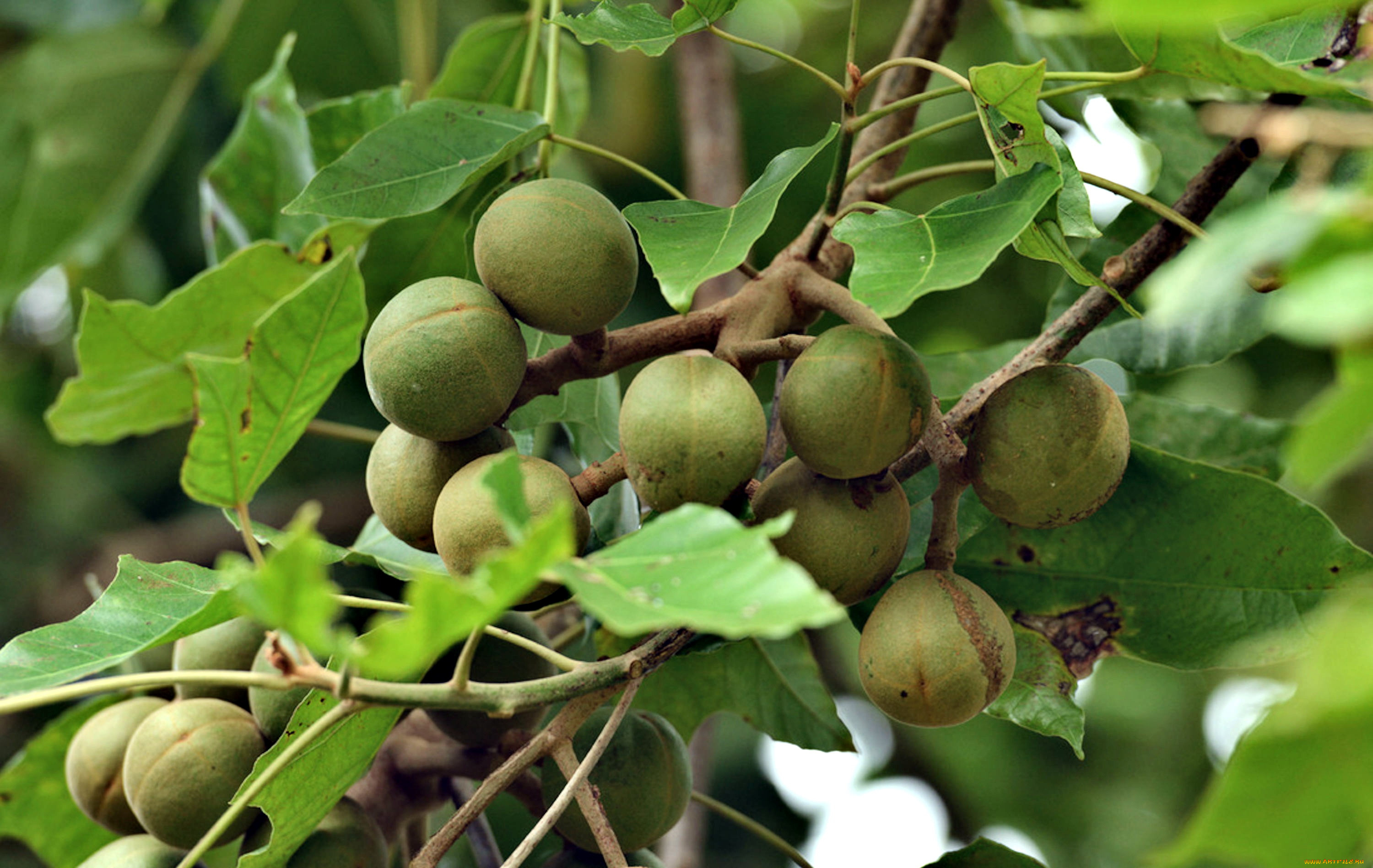 природа, плоды, kukuinuts, hawaii, state, tree