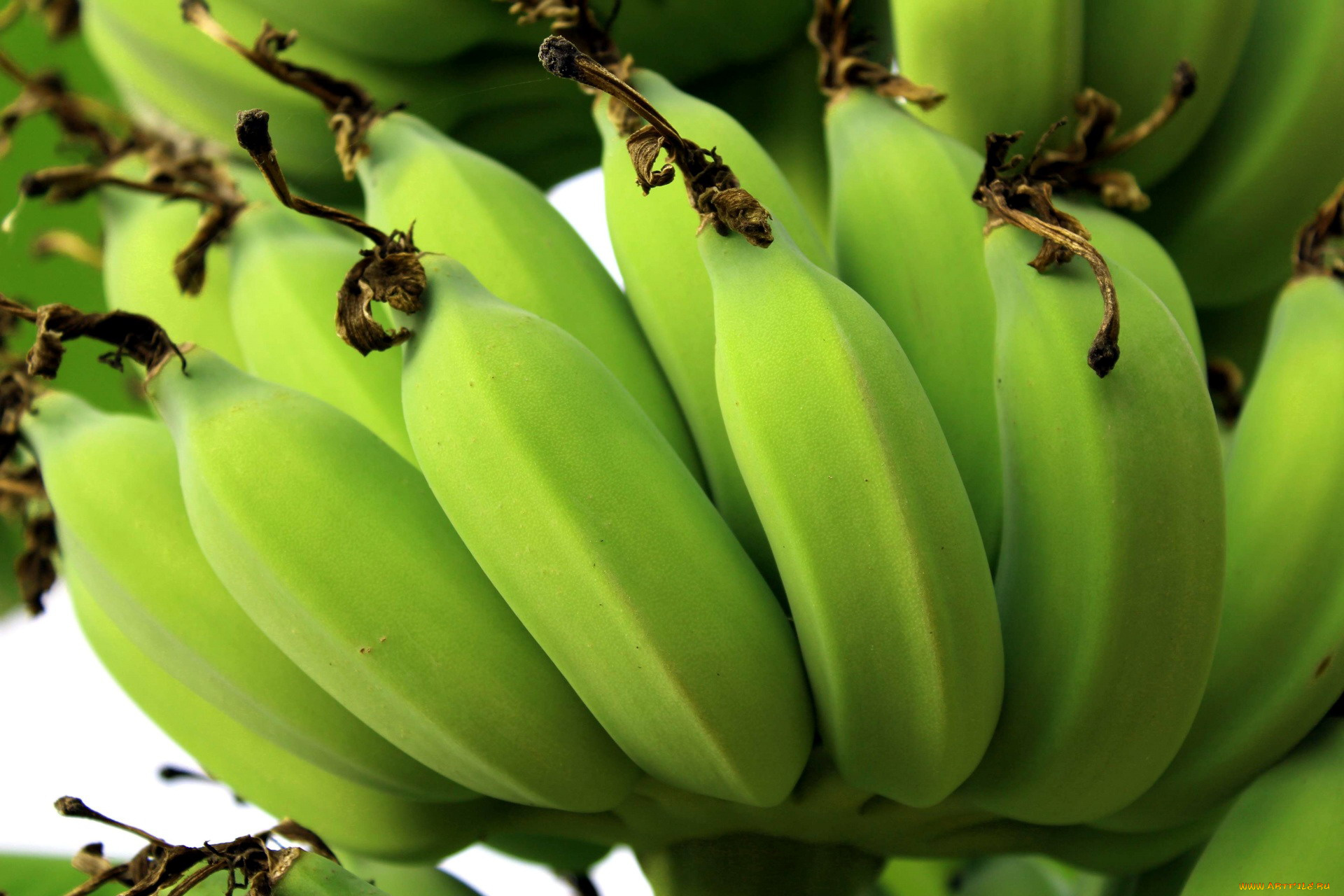 природа, плоды, зеленые, бананы