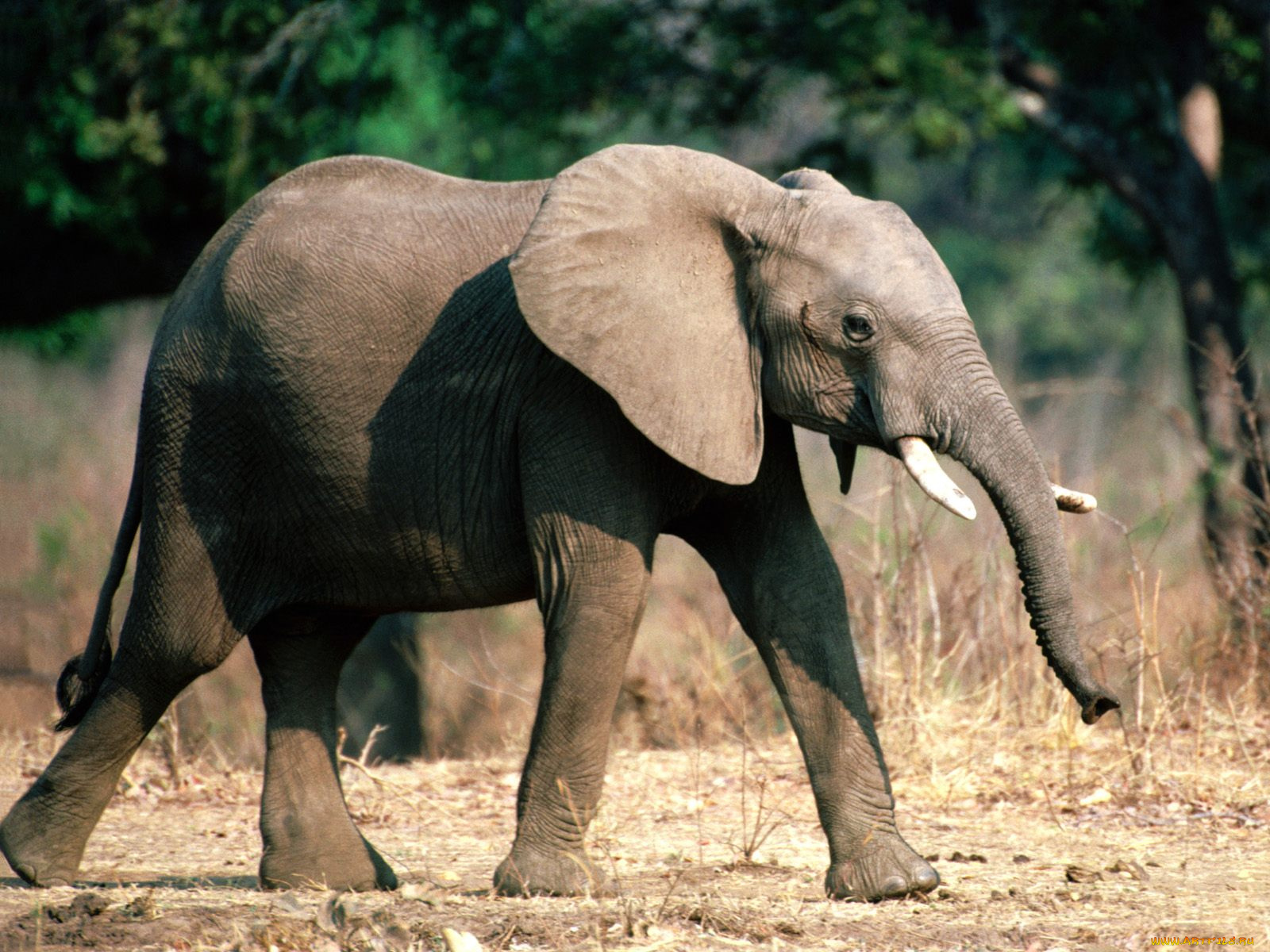 sure, footed, young, african, elephant, животные, слоны