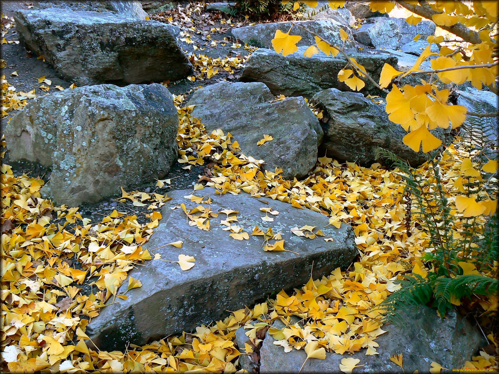 природа, камни, минералы, осень