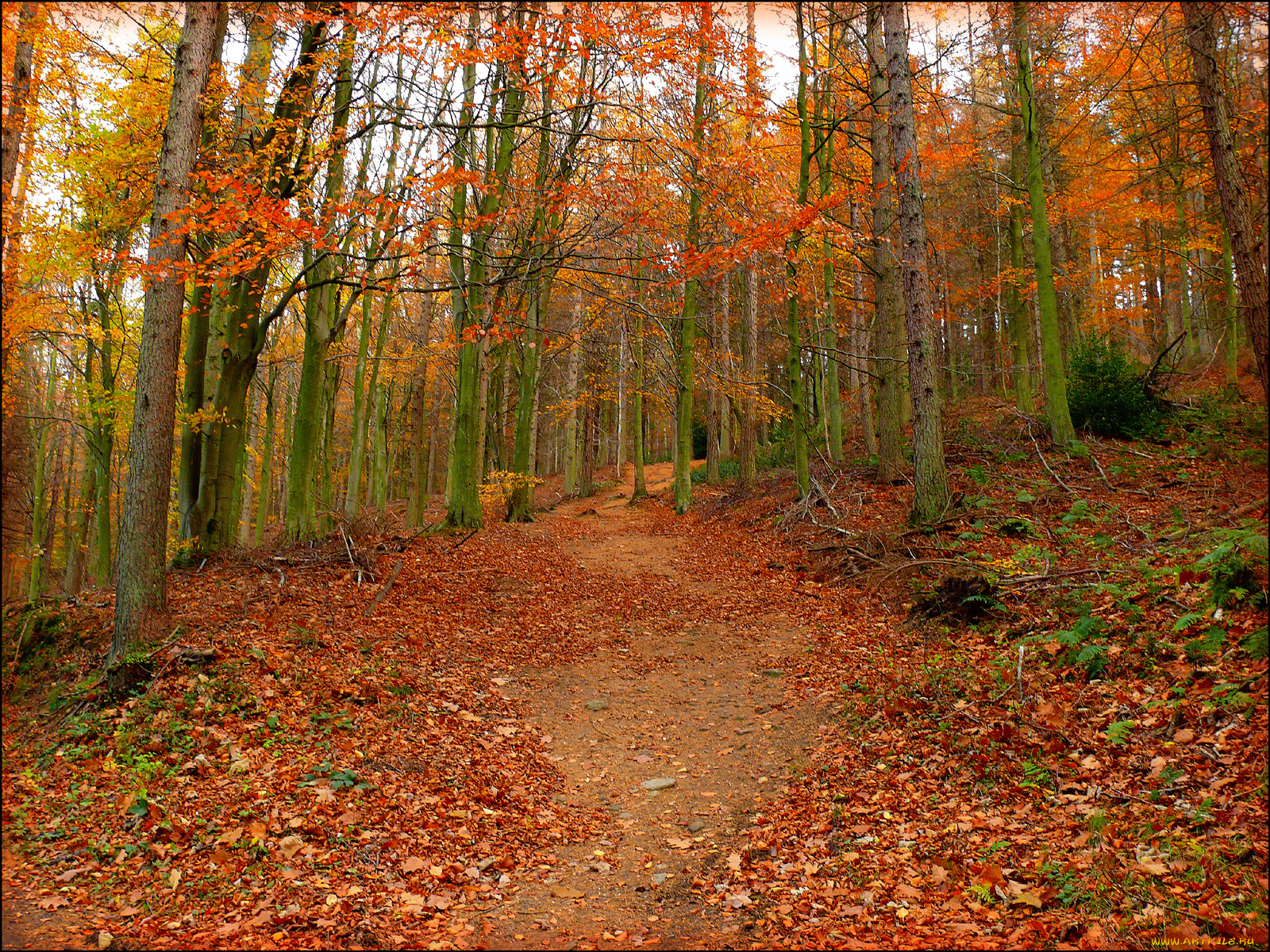 природа, лес, осень, листья