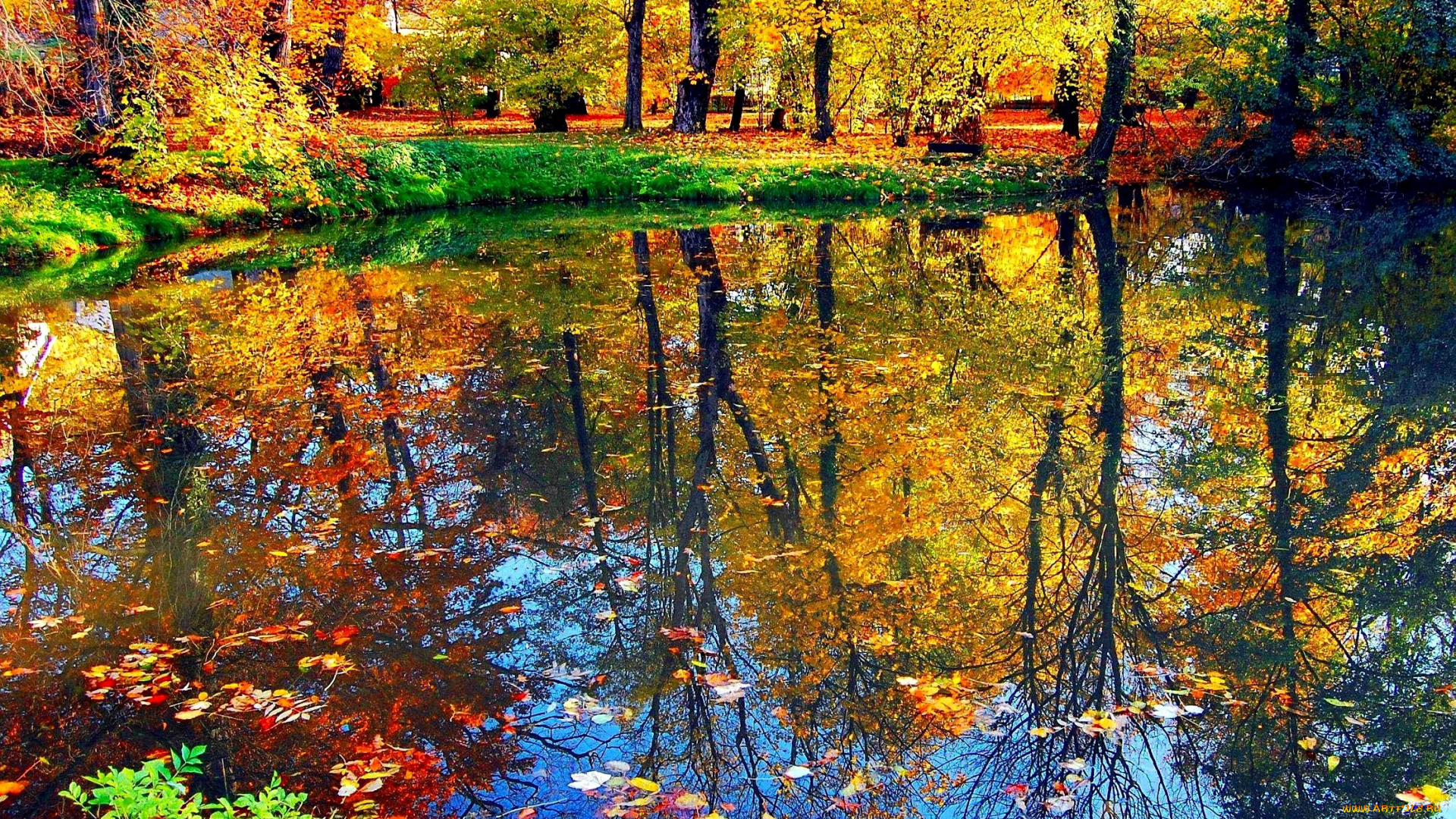 природа, реки, озера, вода, деревья, осень, листья