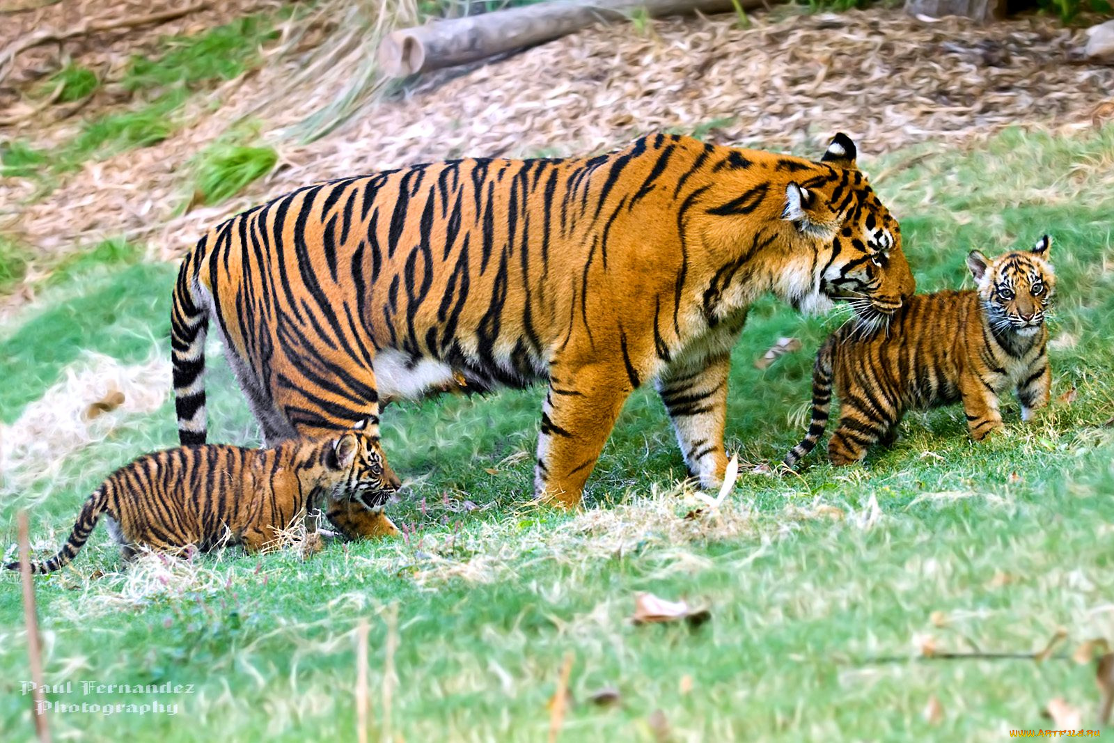 животные, тигры, мама, малыши, прогулка, полосатые