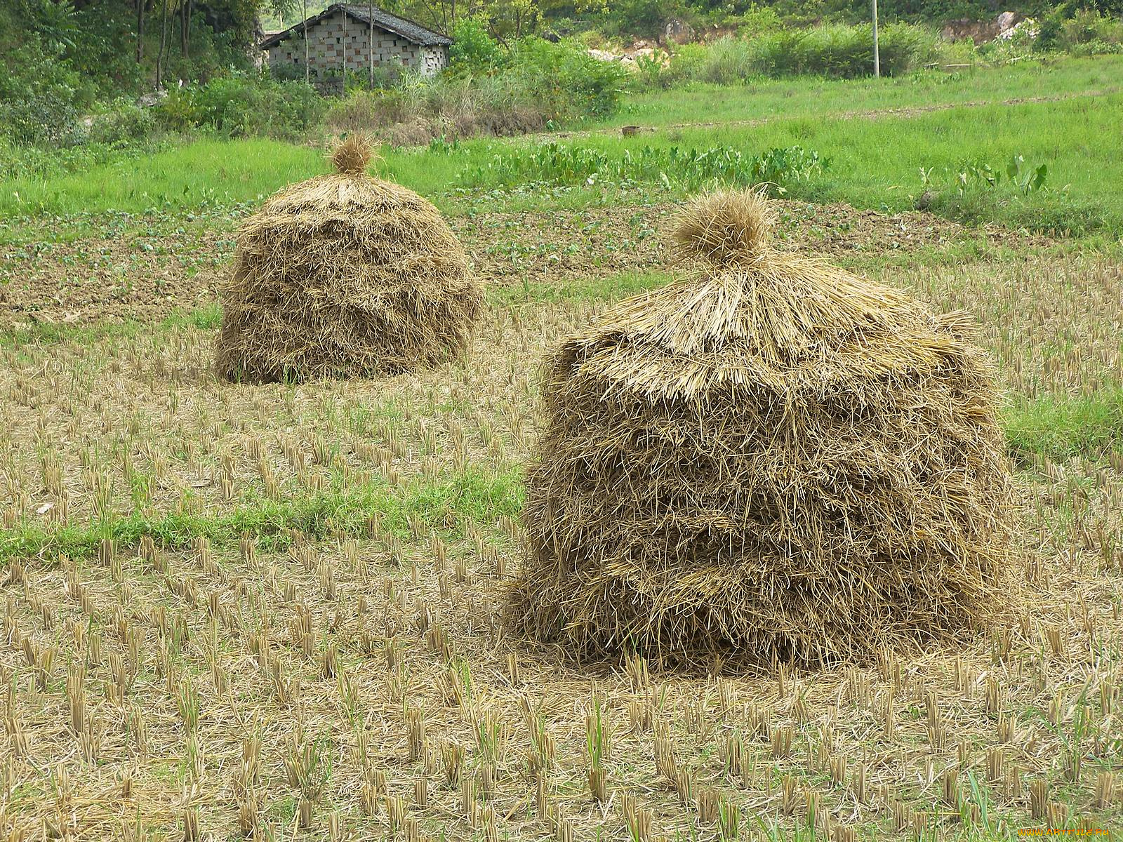 природа, поля, поле, сено