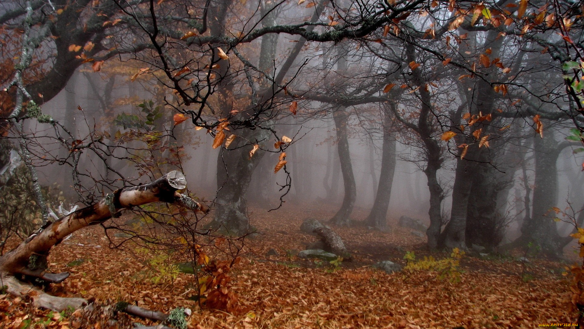 autumn`s, twisted, trees, природа, лес, утро, туман, осень