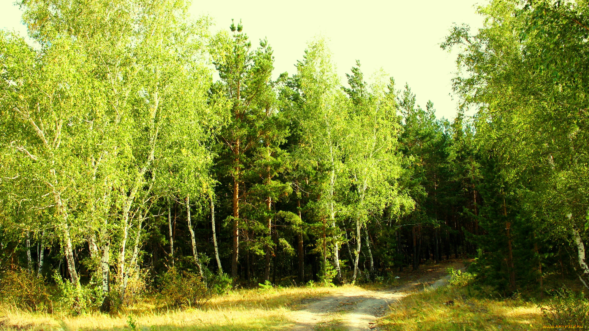 лесная, завирушка, природа, дороги, казахстан, зелень, лес, береза, лето