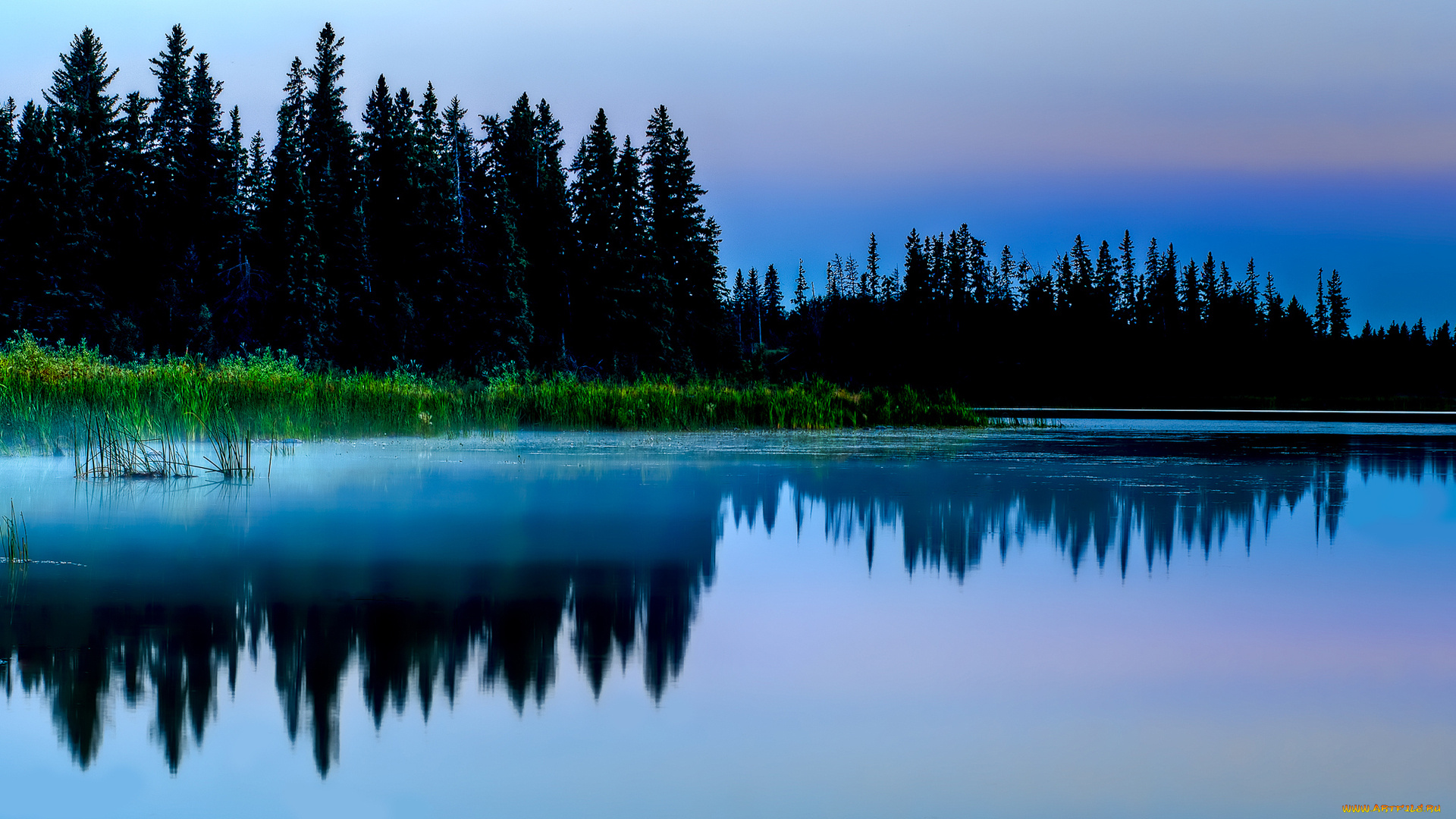 reflection, природа, реки, озера, озеро, лес, тростник, ночь