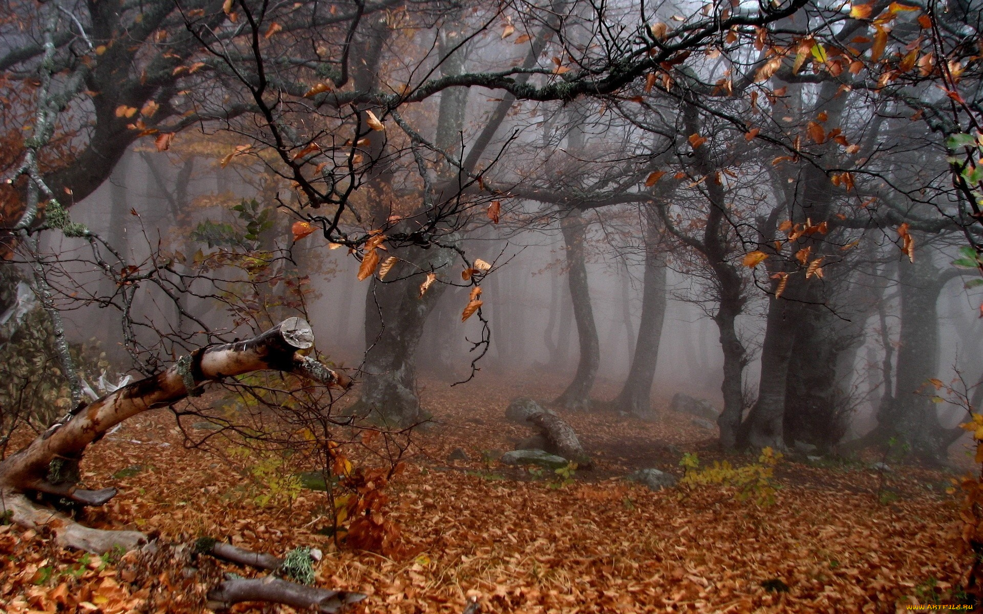 autumn`s, twisted, trees, природа, лес, утро, туман, осень