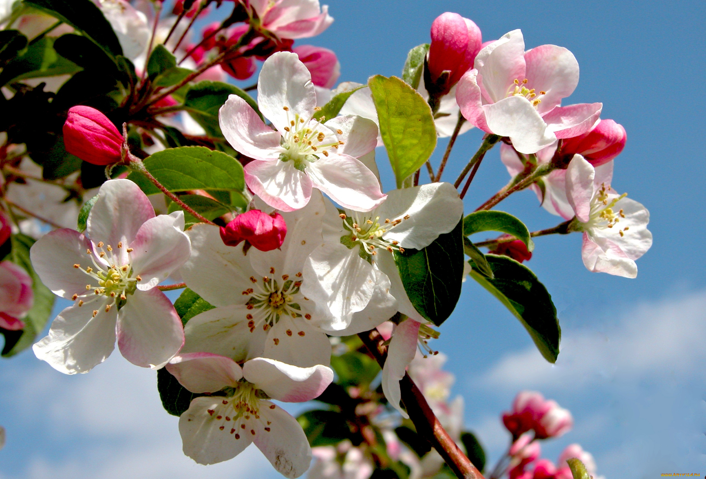Яблоки цветы весны. Яблоня макинтош цветение. Malus цветы. Антоновская яблоня цветет. Яблоня спринг Брайд.