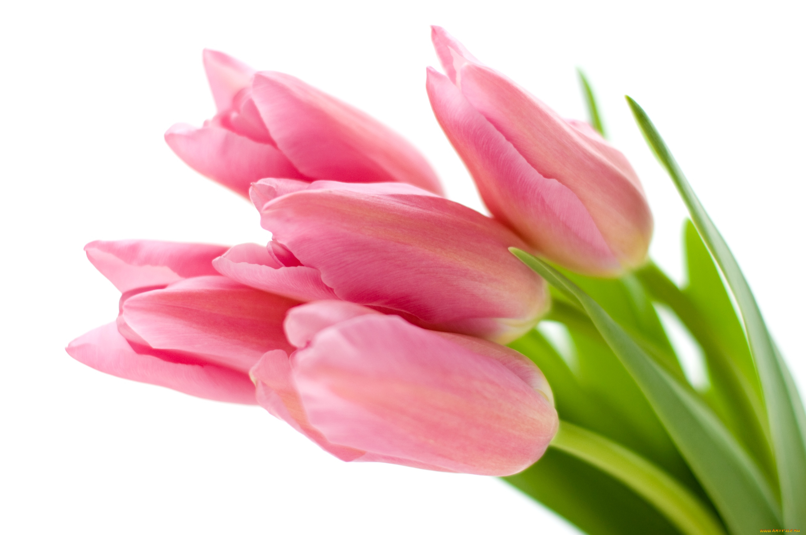 цветы, тюльпаны, розовый, букет, бутоны