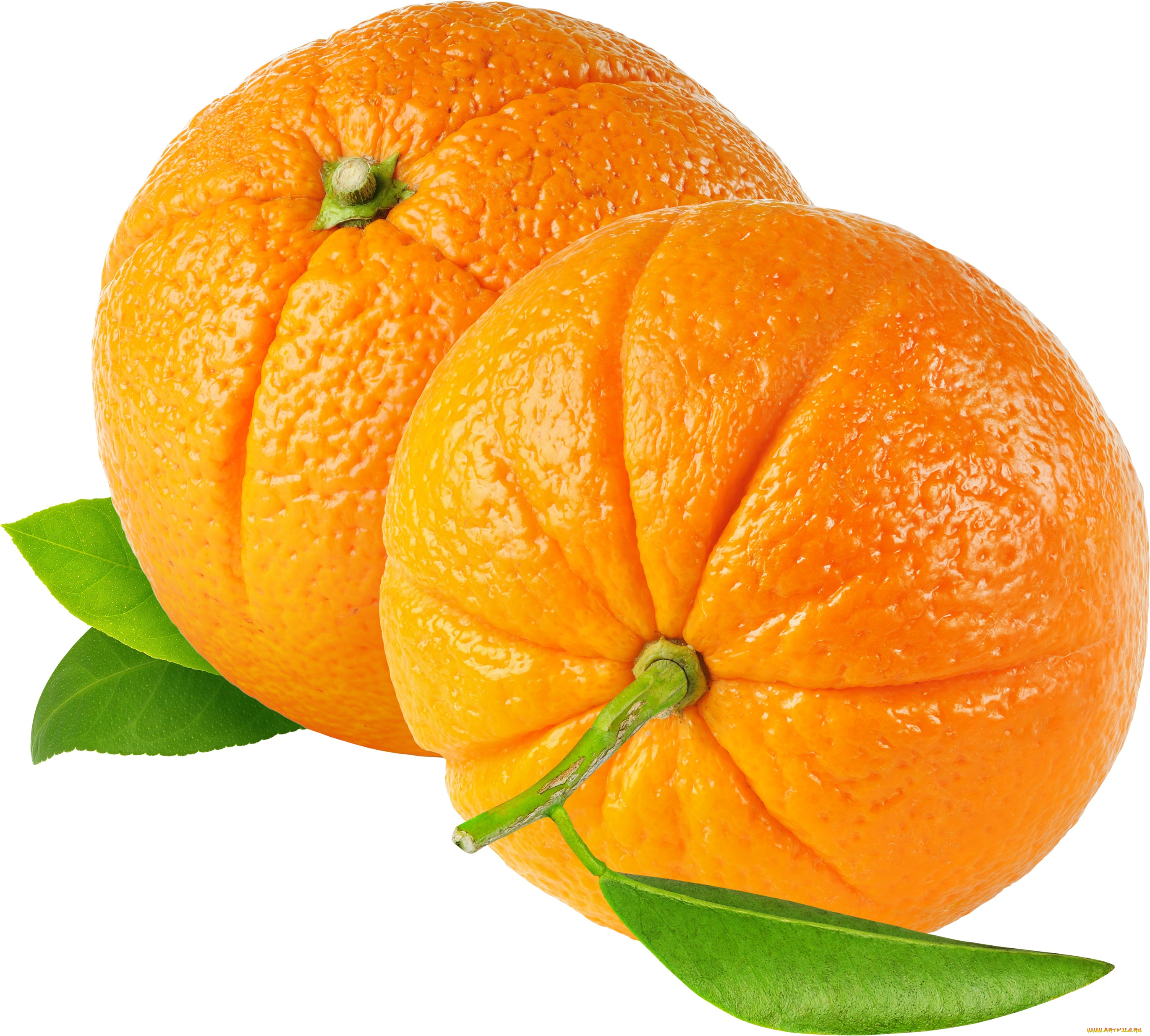 еда, цитрусы, апельсины