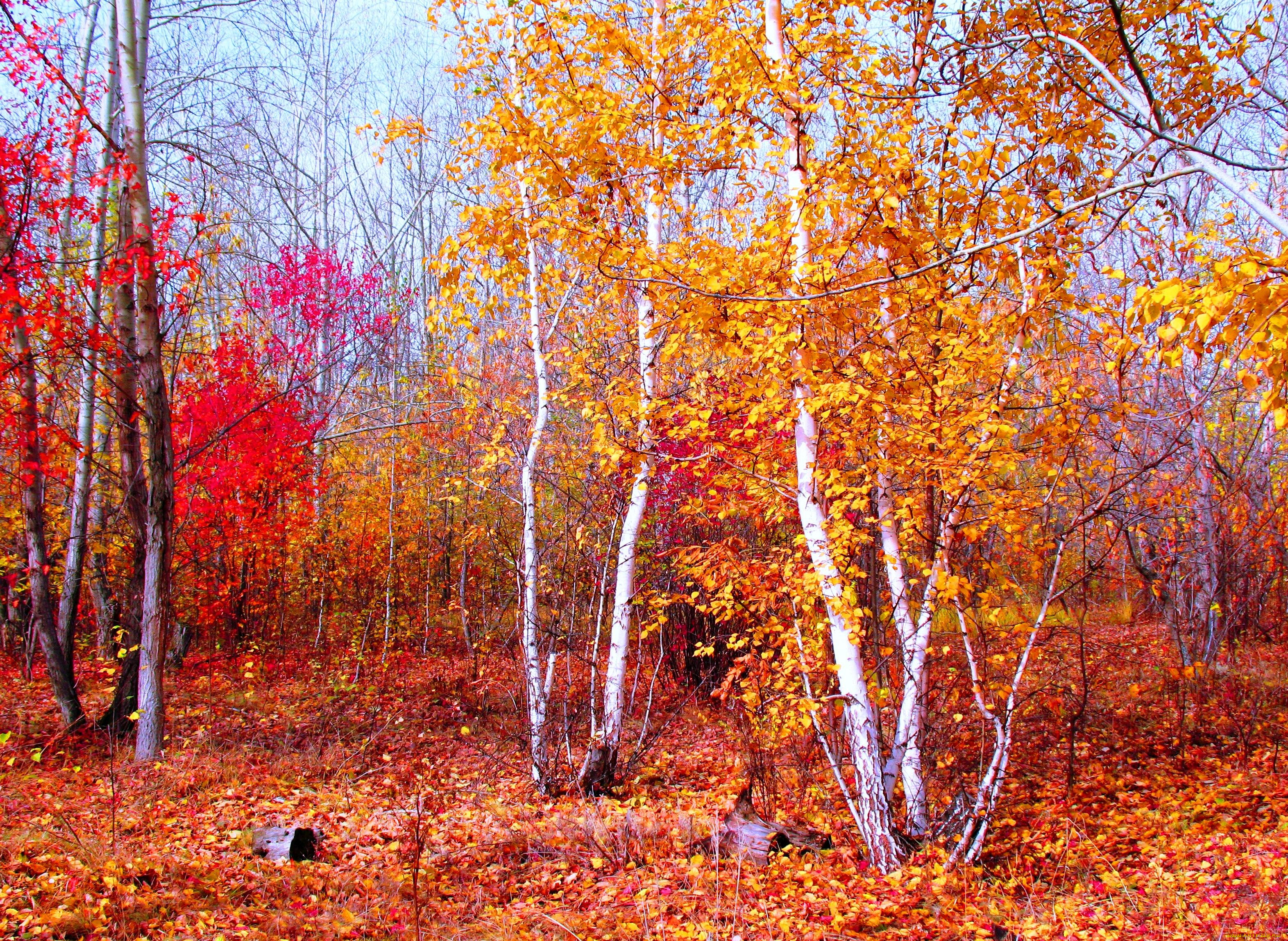 багрец, золото, природа, деревья, пейзаж, красный, осень, лес