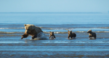 Картинка животные медведи мама малыши вода охота