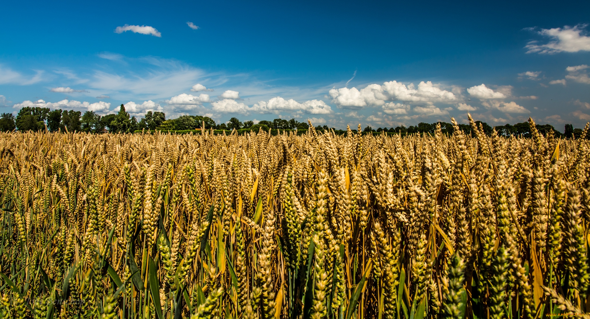 природа, поля, пшеница, небо
