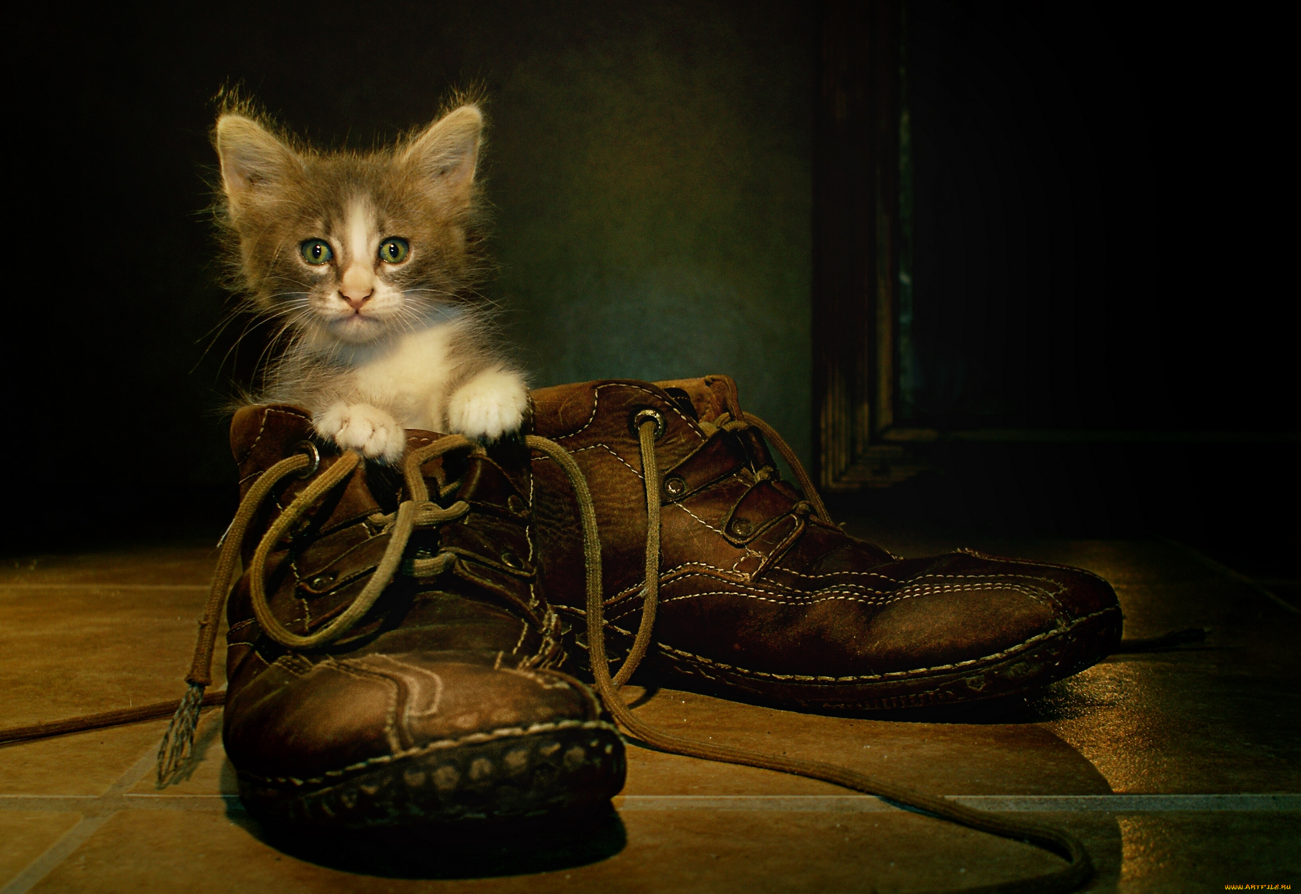 животные, коты, ботинки, котёнок