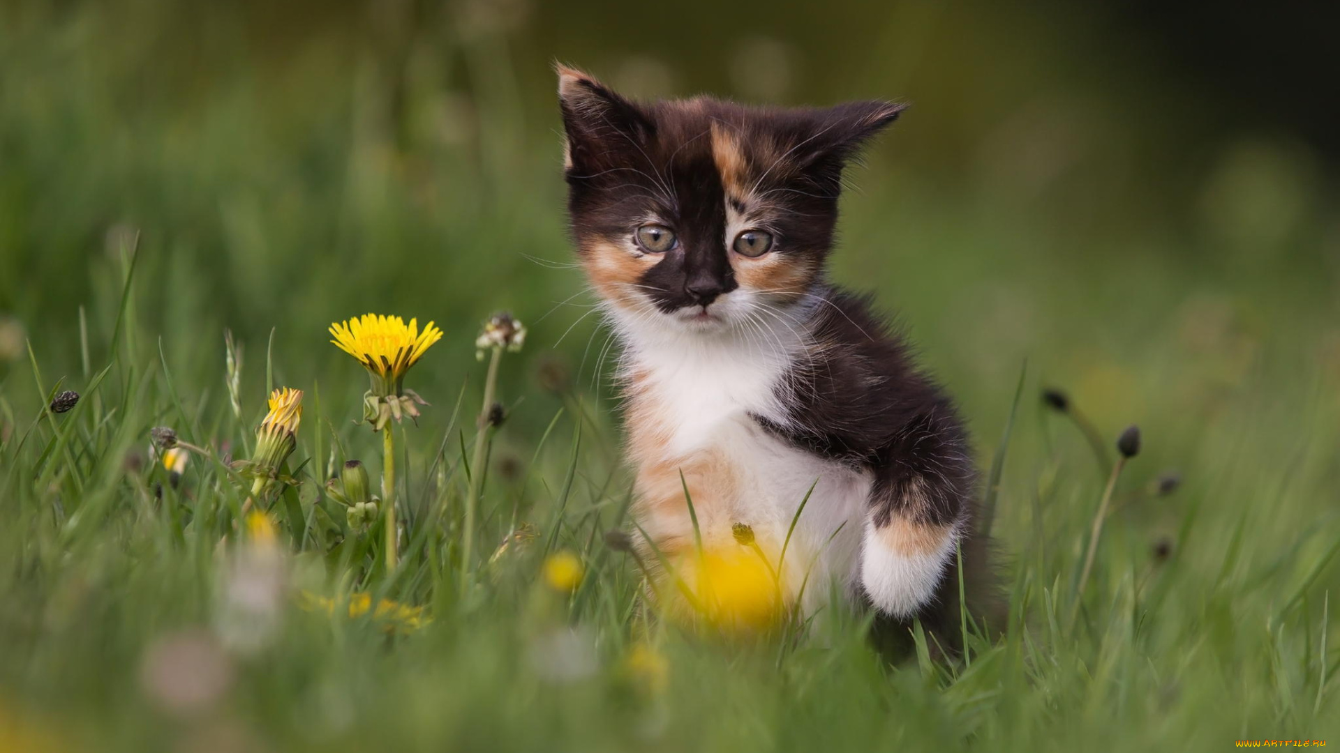 животные, коты, котенок, трава, одуванчики, цветы, природа
