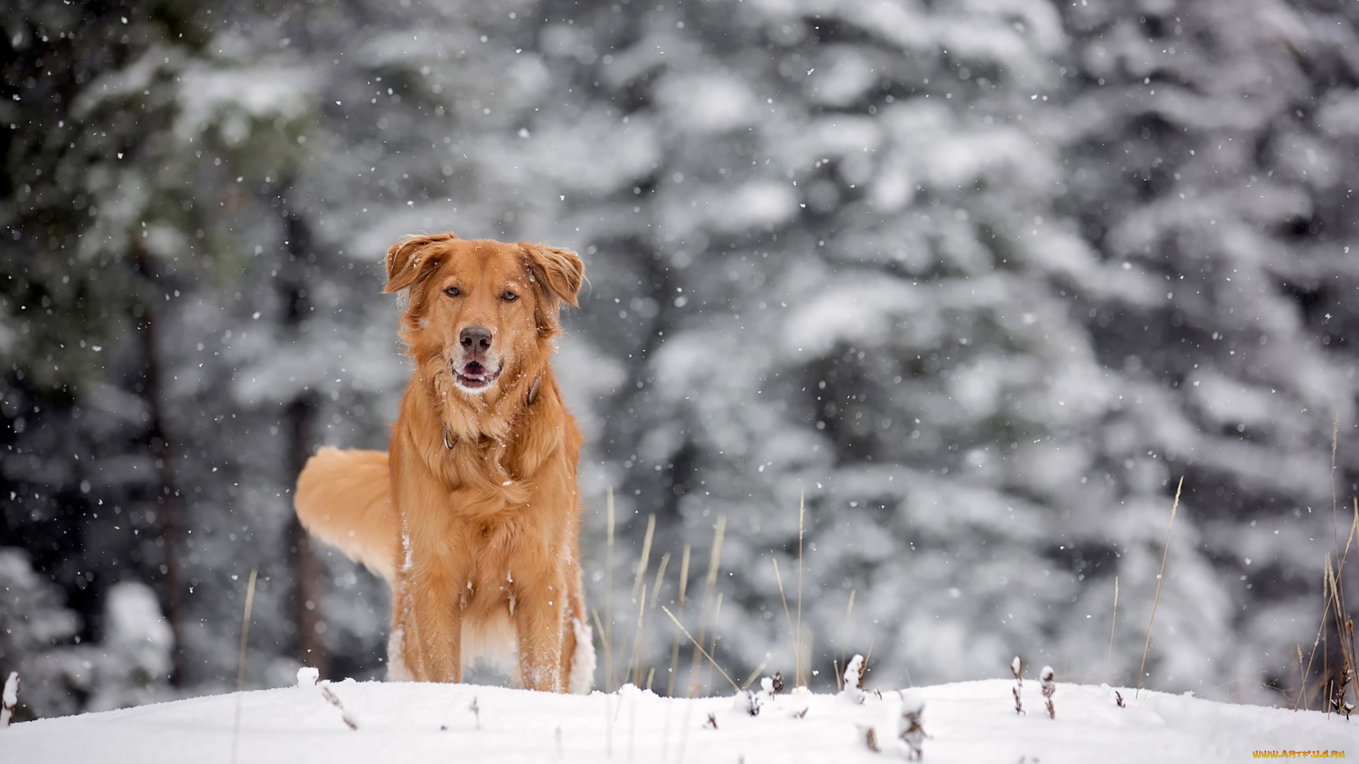 животные, собаки, зима, рыжая, собака, снег