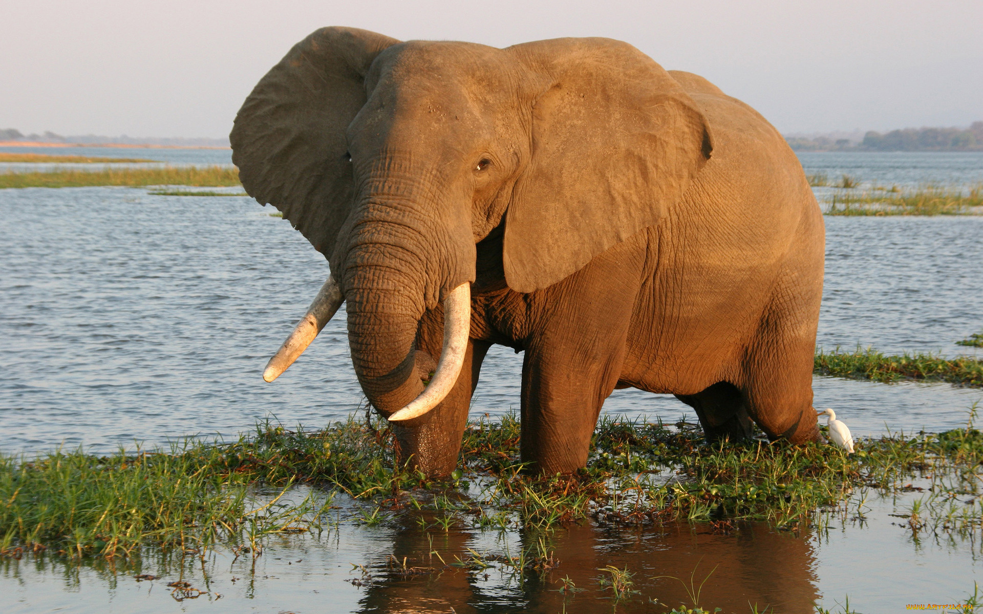 животные, слоны, вода, слон