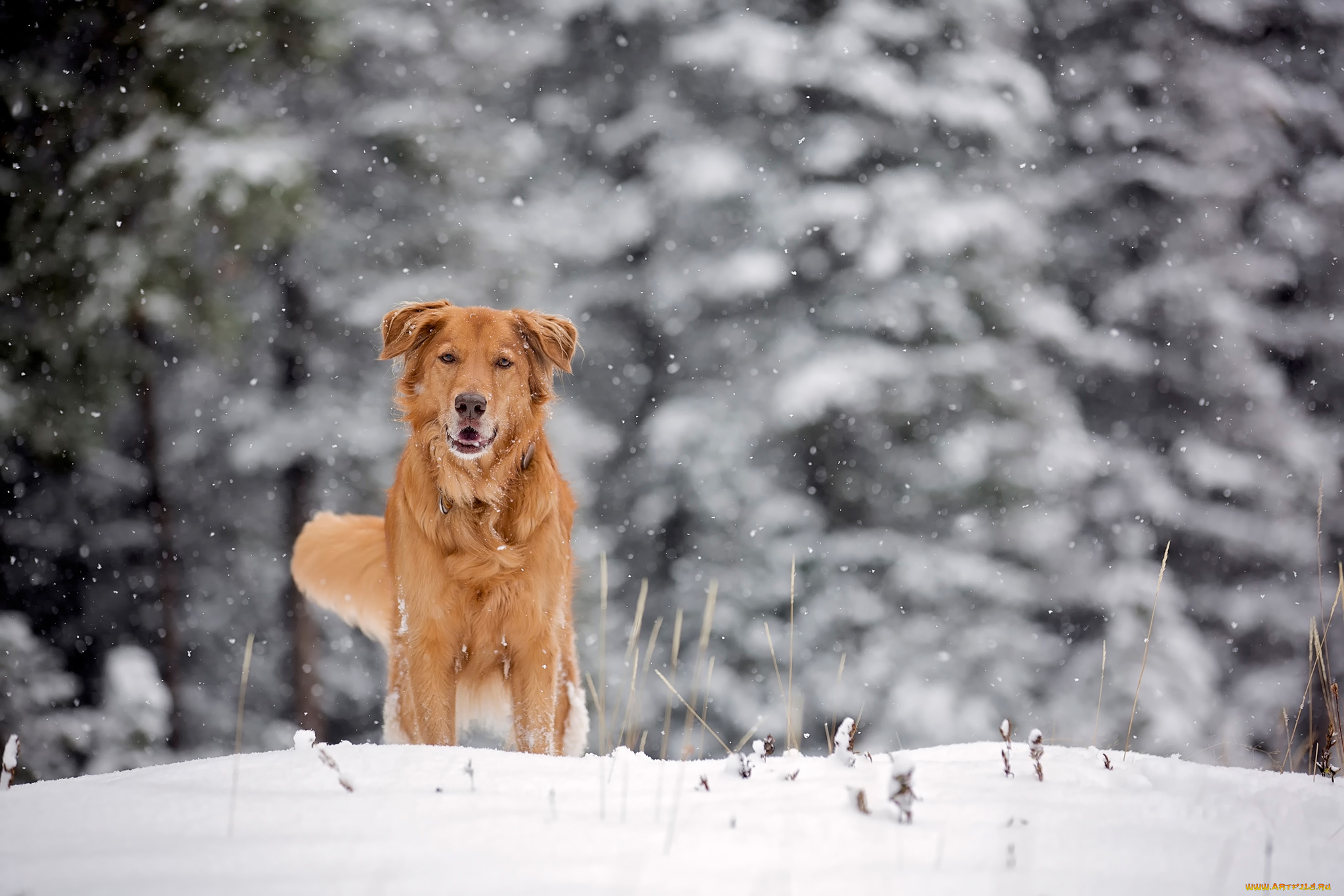 животные, собаки, зима, рыжая, собака, снег