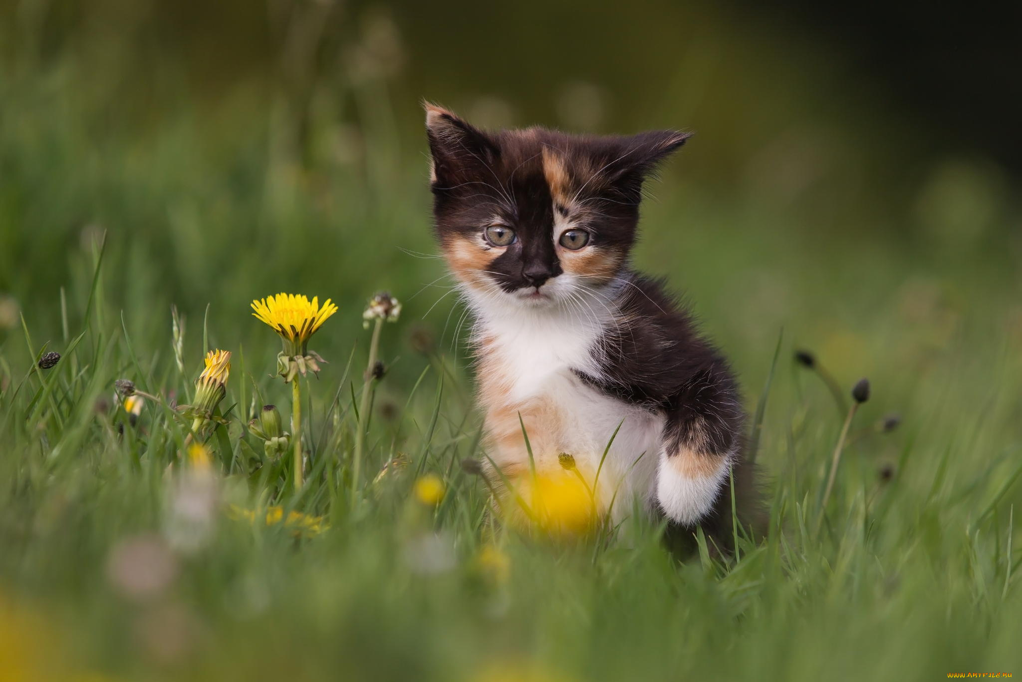 животные, коты, котенок, трава, одуванчики, цветы, природа