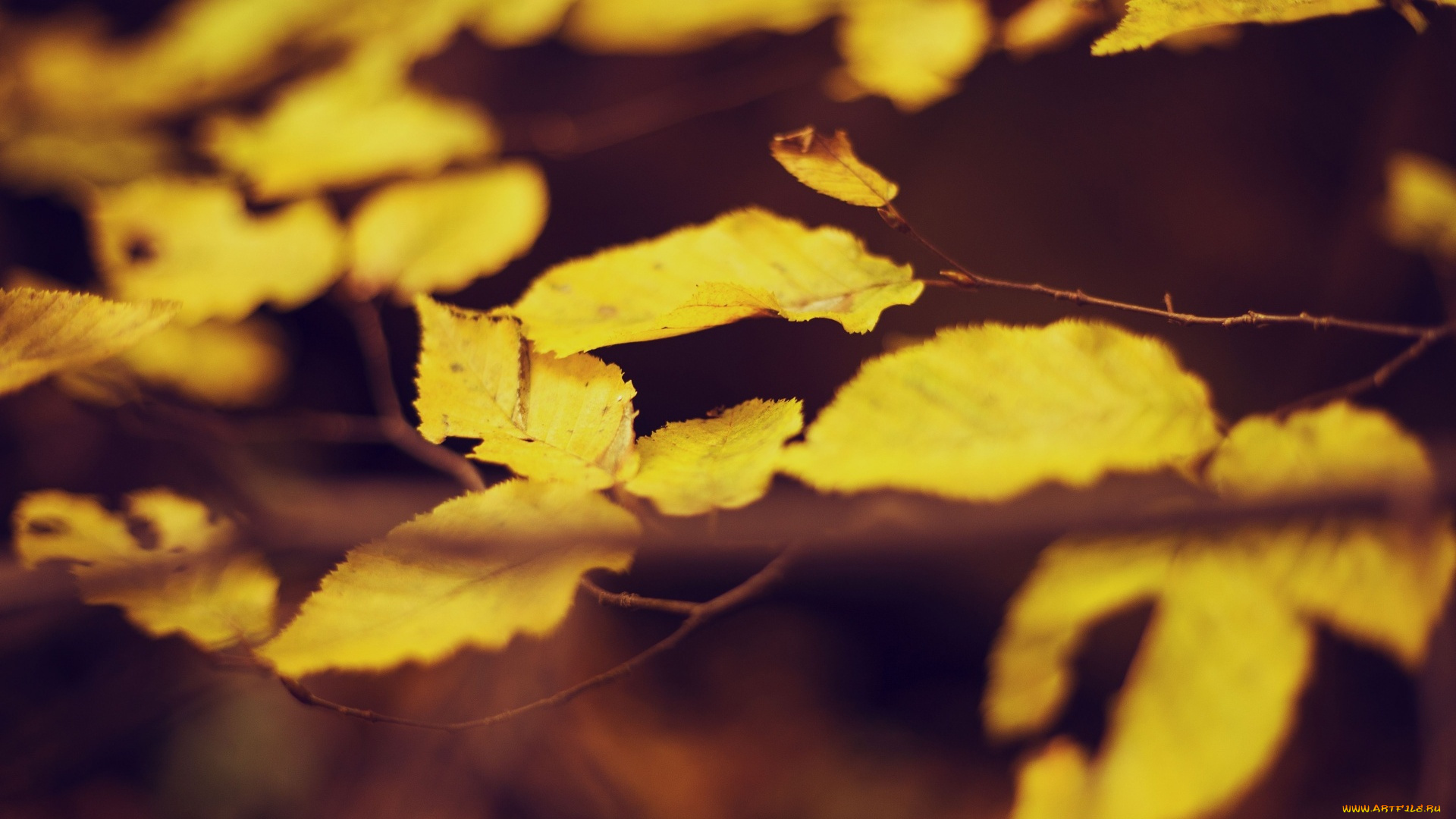 природа, листья, осень, ветка, желтые