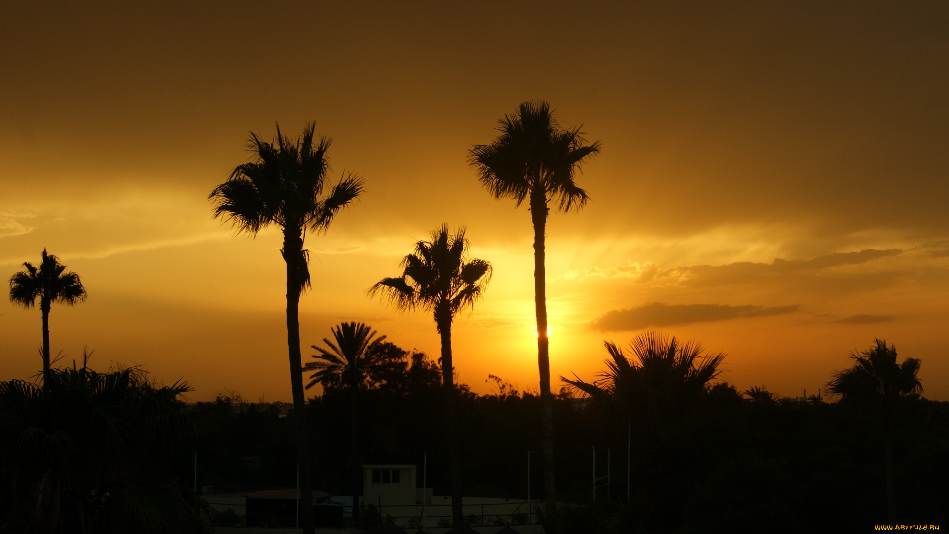 тунис, природа, восходы, закаты, закат, пальмы, облака