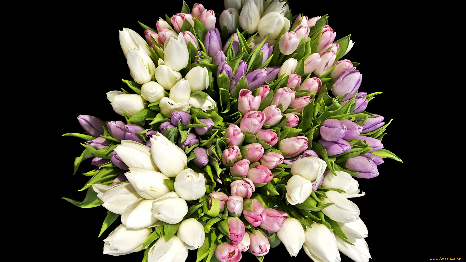 цветы, тюльпаны, черный, tulips, фон, bouquets