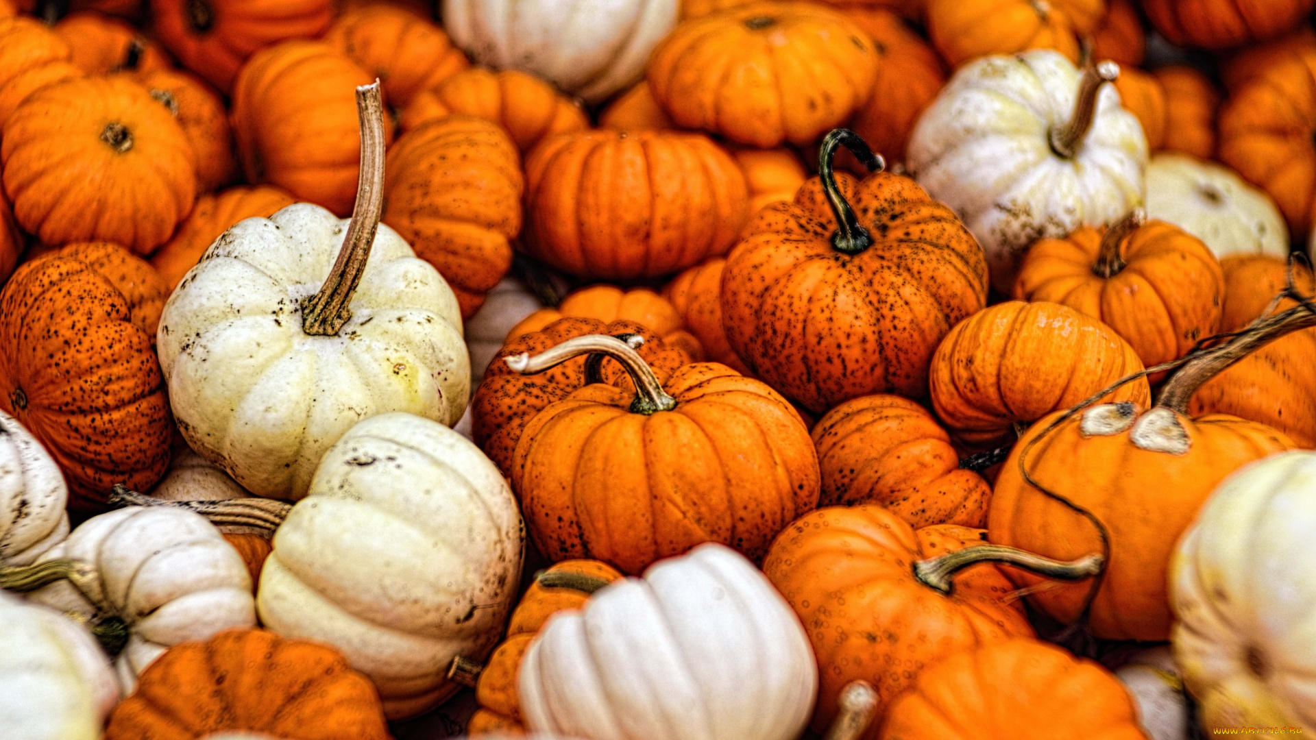 еда, тыква, gourds, fall, autumn