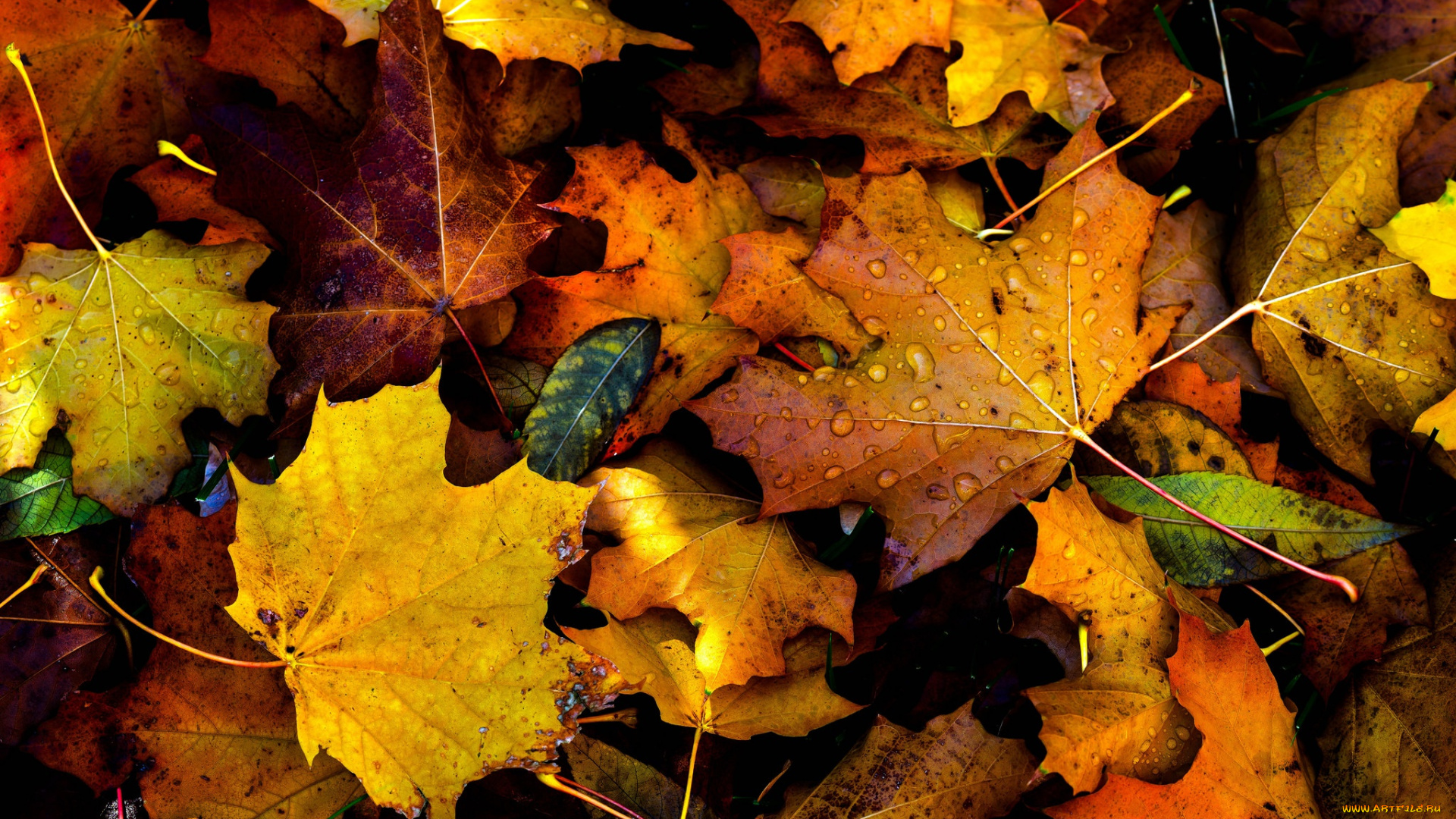 природа, листья, drops, fall, autumn, foliage
