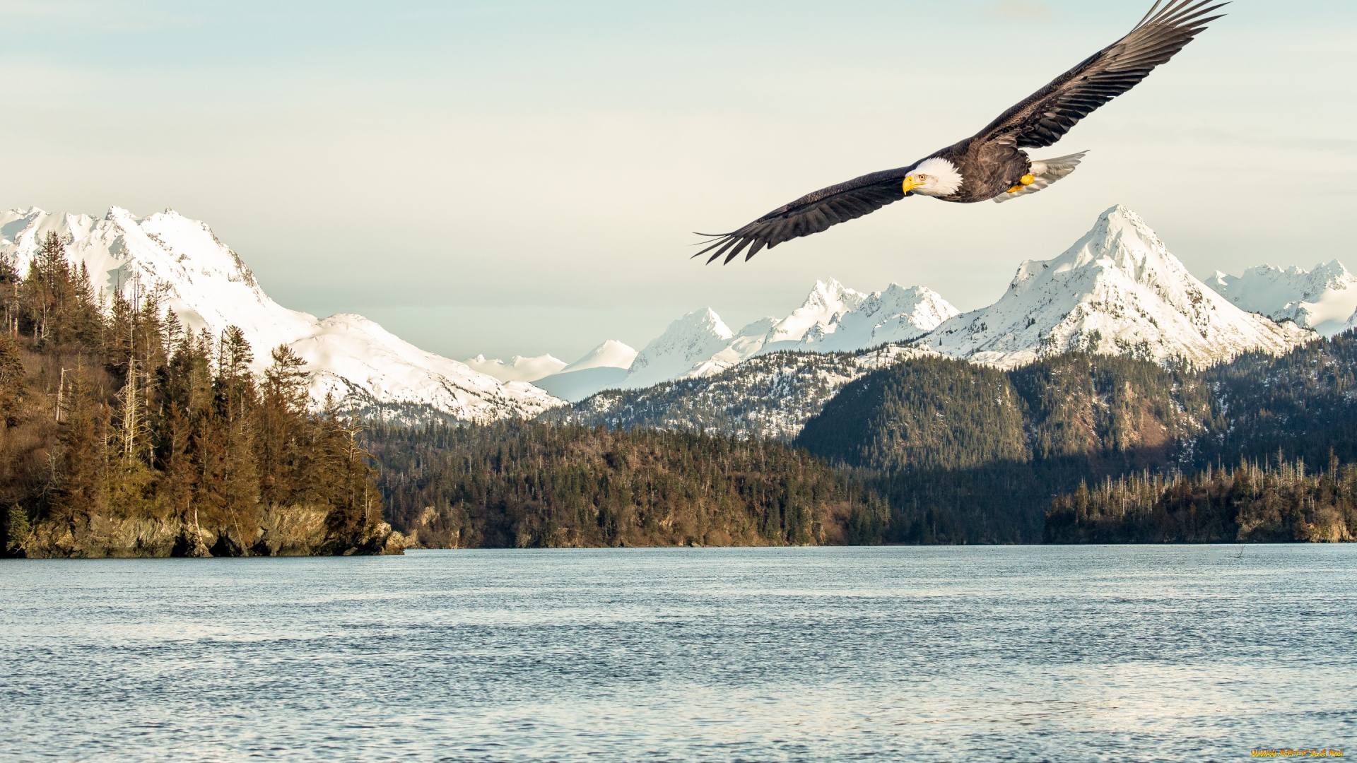 животные, птицы, -, хищники, snow, bird, flying, flight, sea, mountains, sunlight, bald, eagle