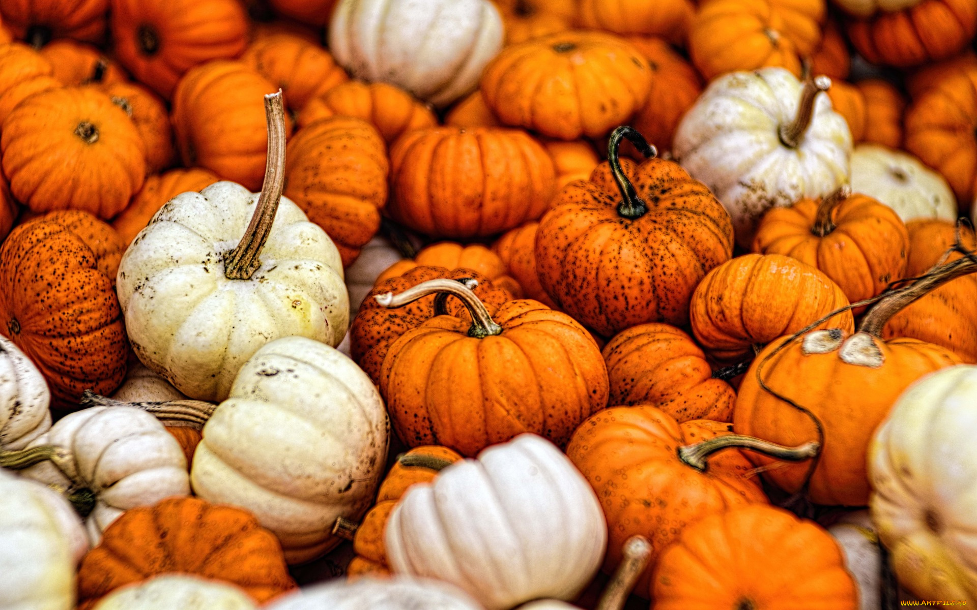еда, тыква, gourds, fall, autumn