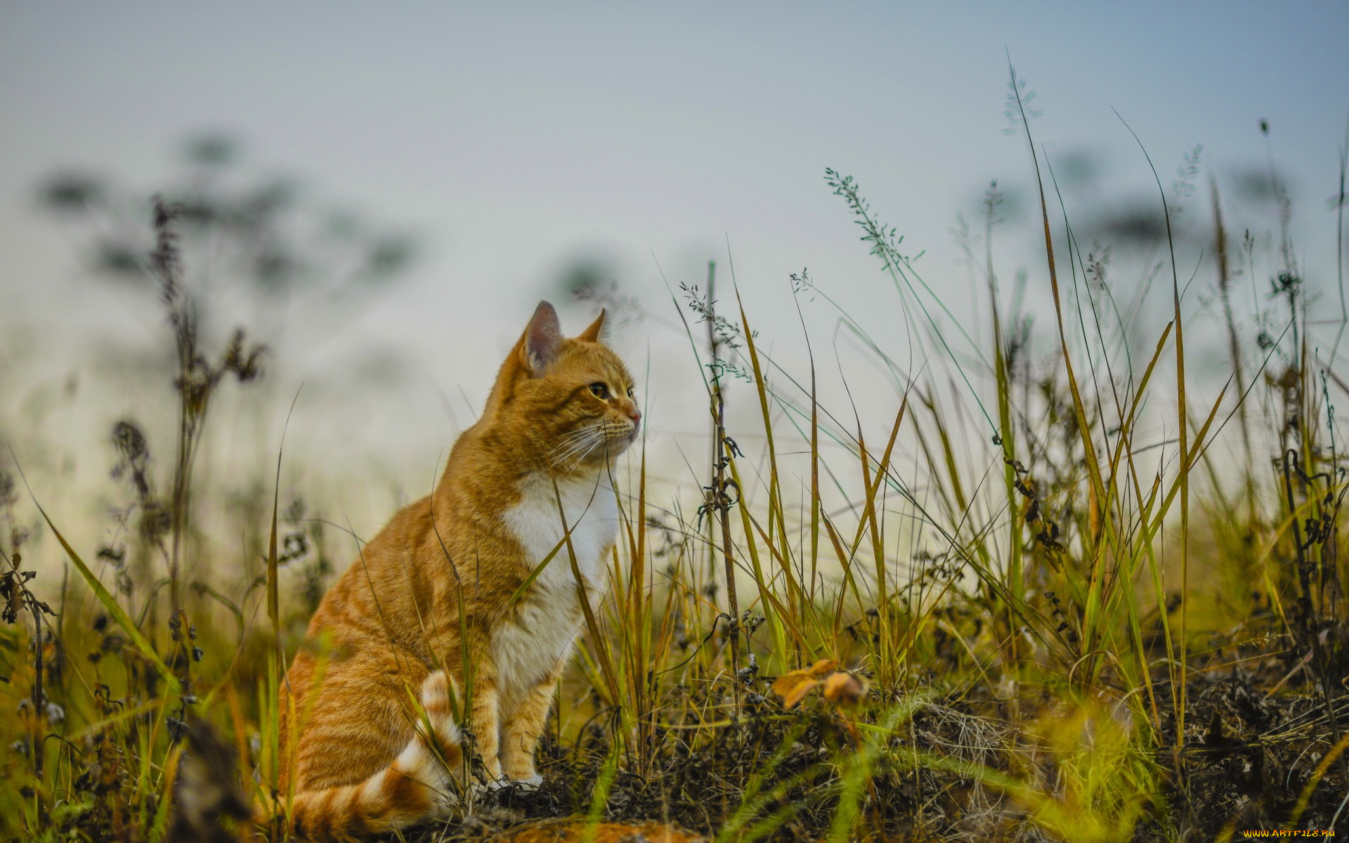 животные, коты, растения