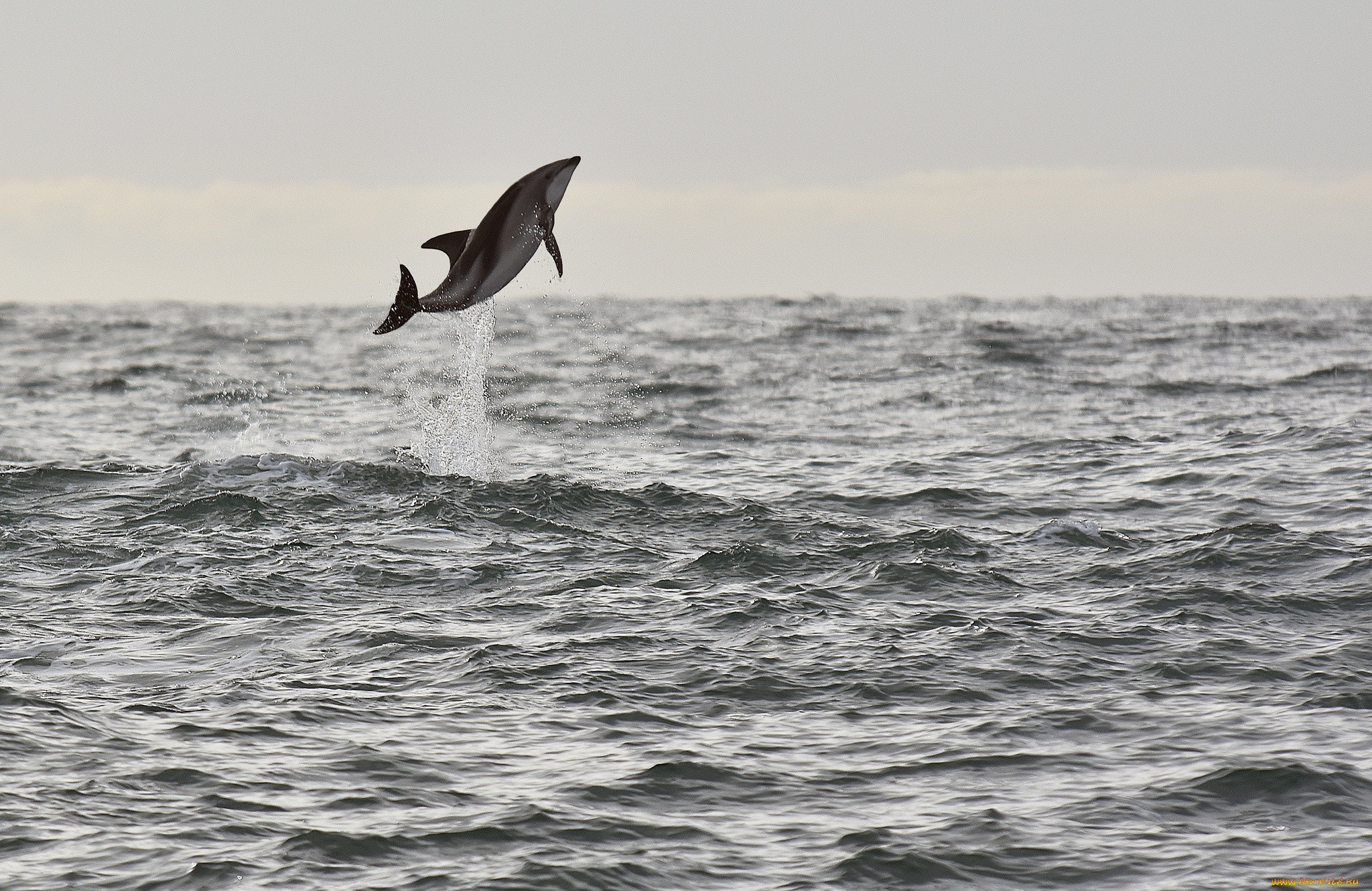 животные, дельфины, dolphin, wildlife, sea, seascape, jump, splash