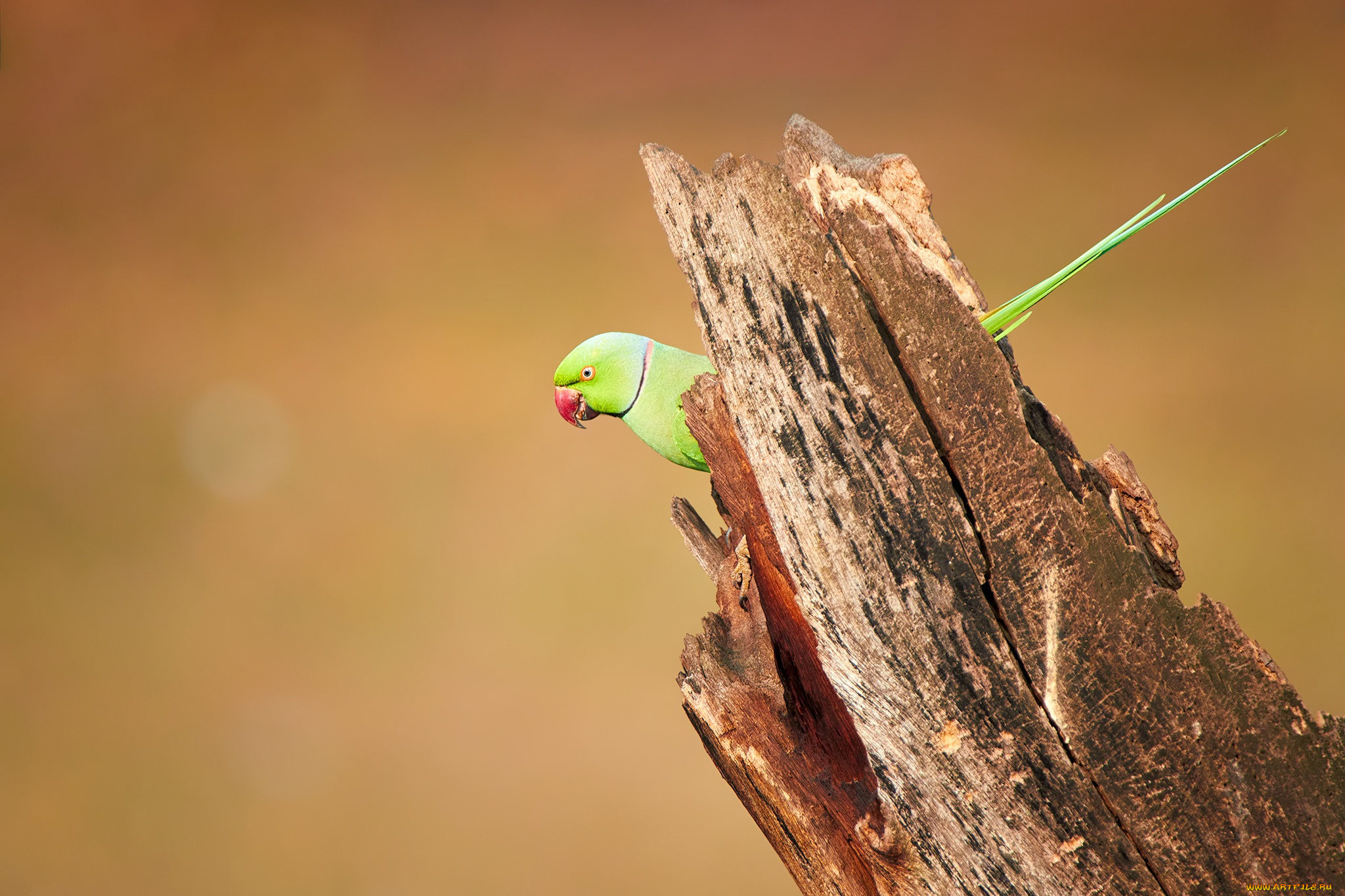 животные, попугаи, wood, wildlife, parakeet, bird, rose-ringed