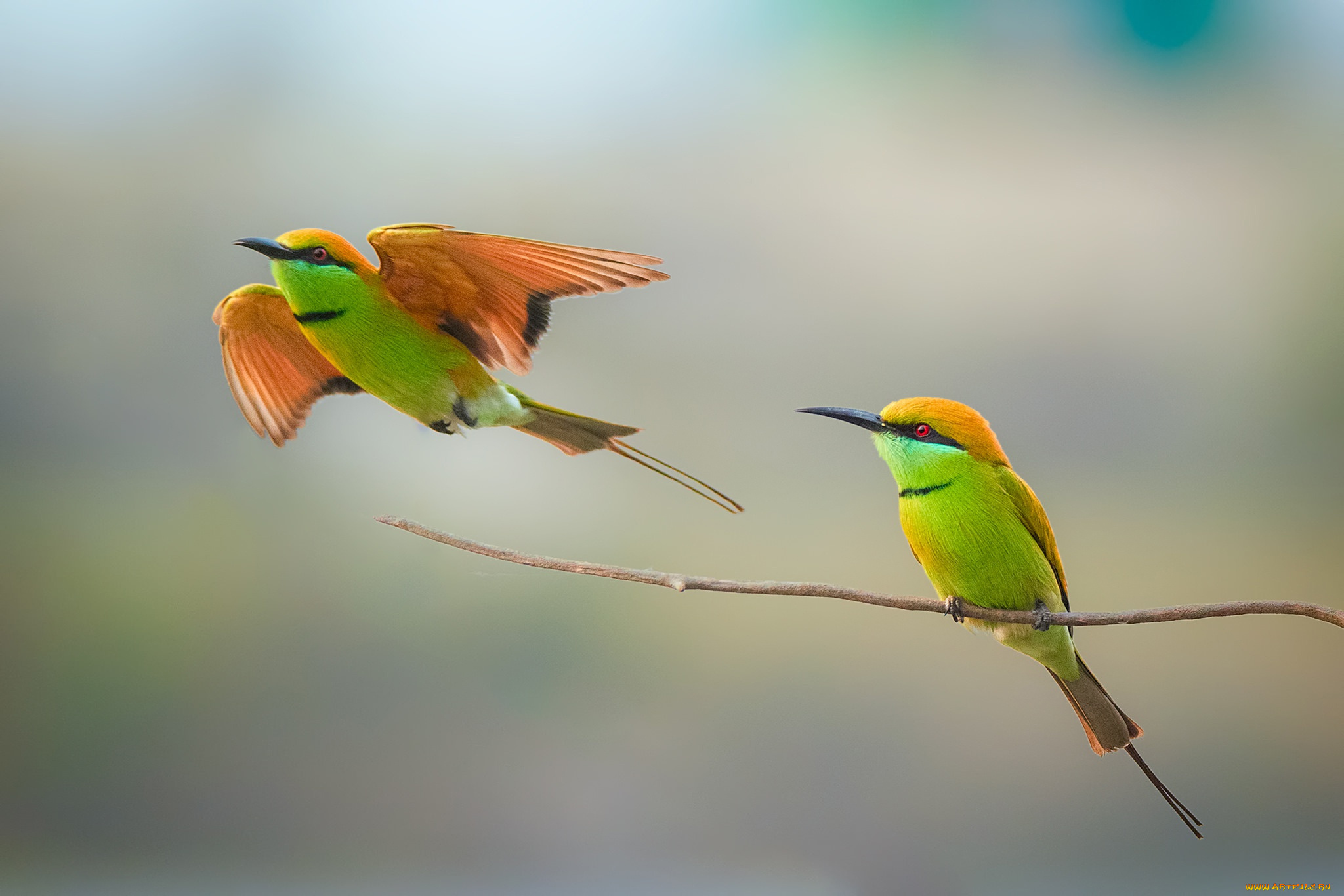 животные, щурки, , пчелоеды, bee-eater, couple, wildlife, birds