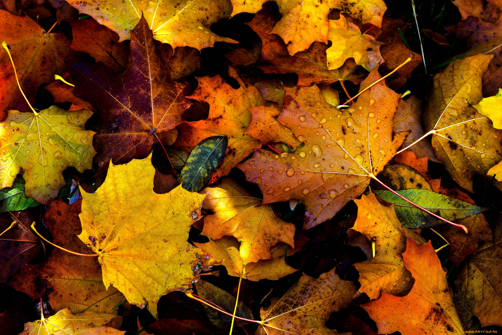 природа, листья, drops, fall, autumn, foliage